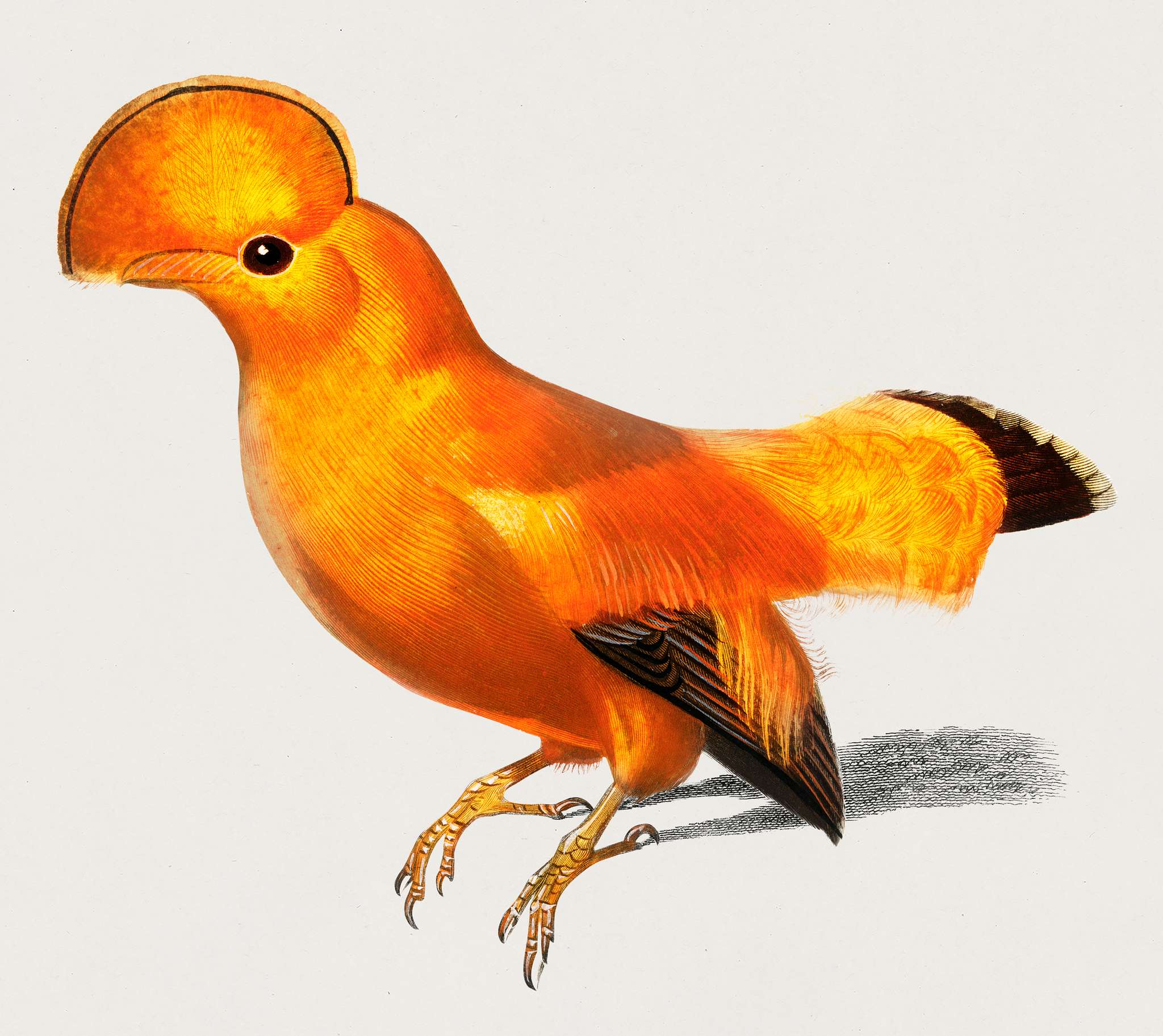 Guianan cock-of-the-rock (Rupicola rupicola) illustrated by Charles Dessalines D' Orbigny (1806-1876). Digitally... Guianan cock-of-the-rock (Rupicola rupicola) illustrated by Charles Dessalines D' Orbigny (1806-1876). Digitally...