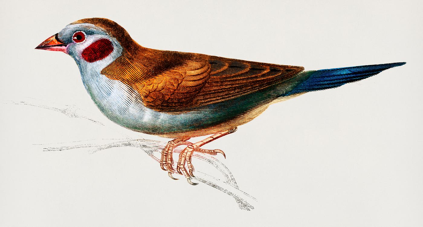 Red-cheeked Cordonbleu (Uraeginthus Bengalus) illustrated by Charles Dessalines D' Orbigny (1806-1876). Digitally... Red-cheeked Cordonbleu (Uraeginthus Bengalus) illustrated by Charles Dessalines D' Orbigny (1806-1876). Digitally...