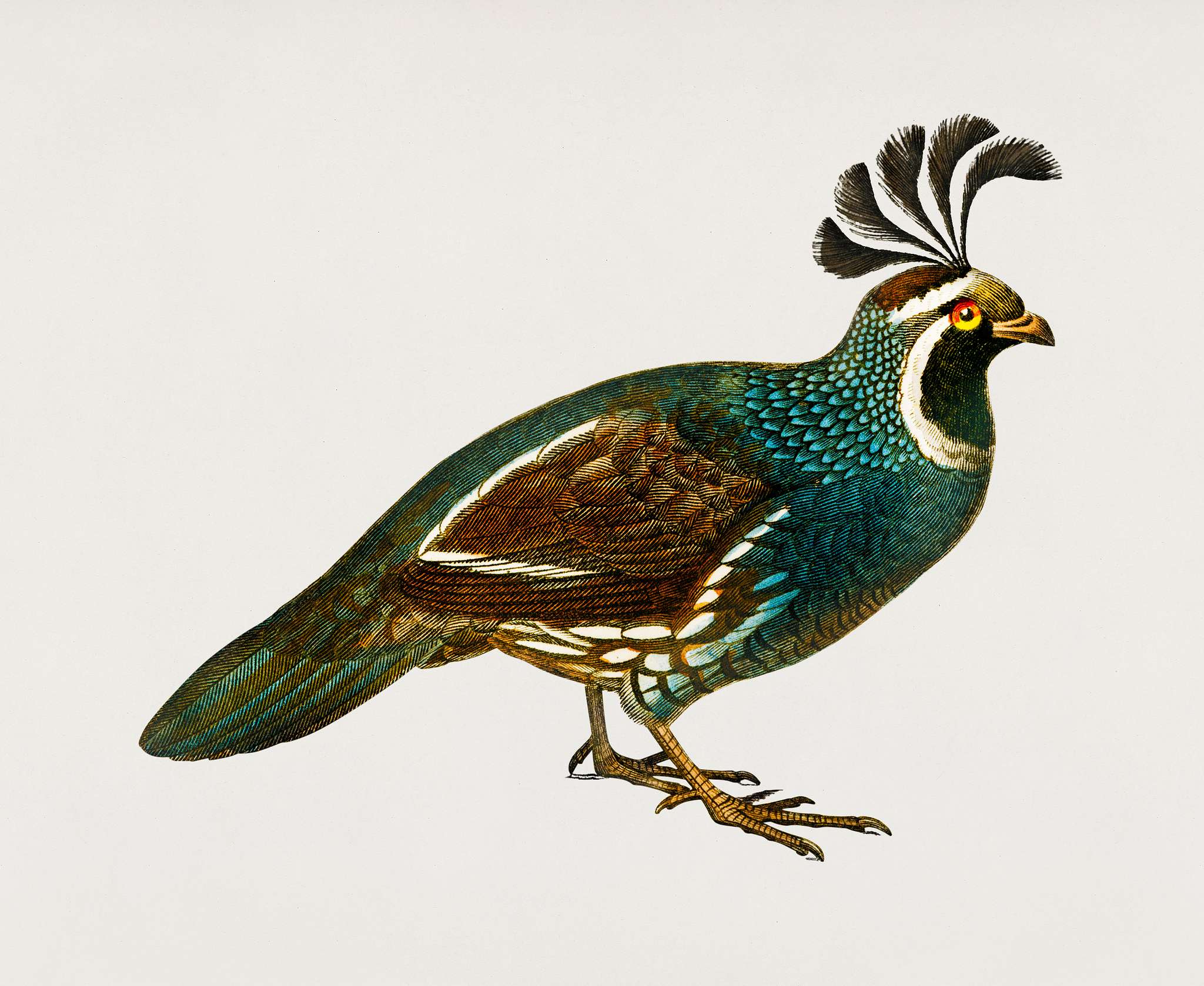 California quail (Callipepla californica) illustrated by Charles Dessalines D' Orbigny (1806-1876). Digitally enhanced... California quail (Callipepla californica) illustrated by Charles Dessalines D' Orbigny (1806-1876). Digitally enhanced...
