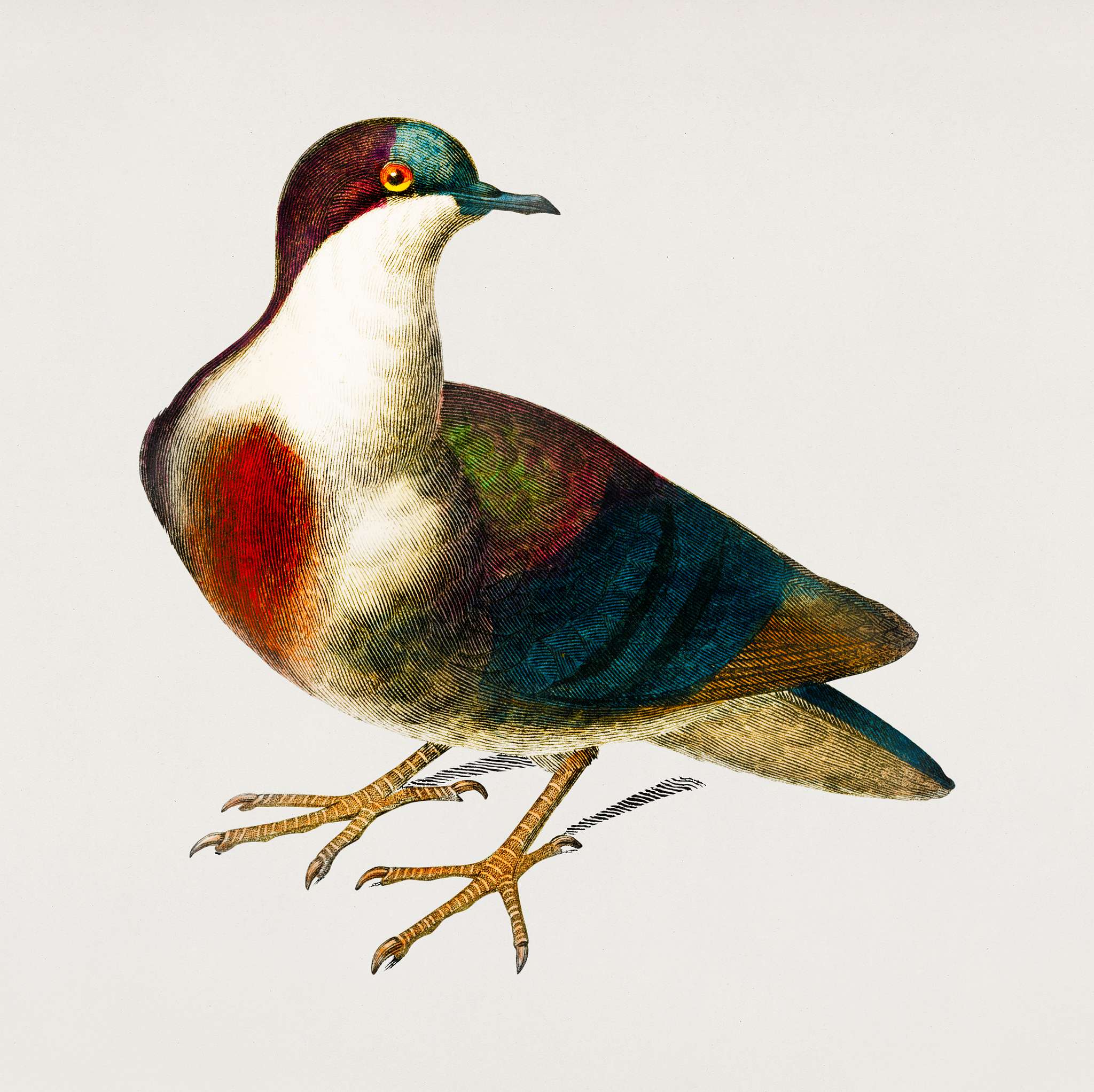 Luzon bleeding-heart (Gallicolumba luzonica) illustrated by Charles Dessalines D' Orbigny (1806-1876). Digitally... Luzon bleeding-heart (Gallicolumba luzonica) illustrated by Charles Dessalines D' Orbigny (1806-1876). Digitally...