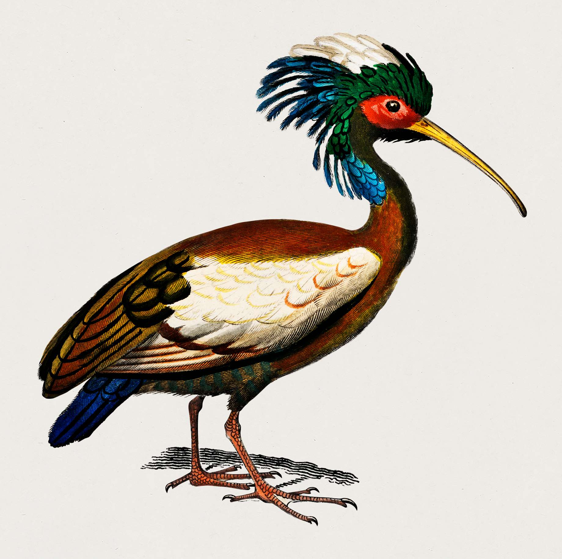 Madagascan ibis (Lophotibis cristata) illustrated by Charles Dessalines D' Orbigny (1806-1876). Digitally enhanced from... Madagascan ibis (Lophotibis cristata) illustrated by Charles Dessalines D' Orbigny (1806-1876). Digitally enhanced from...