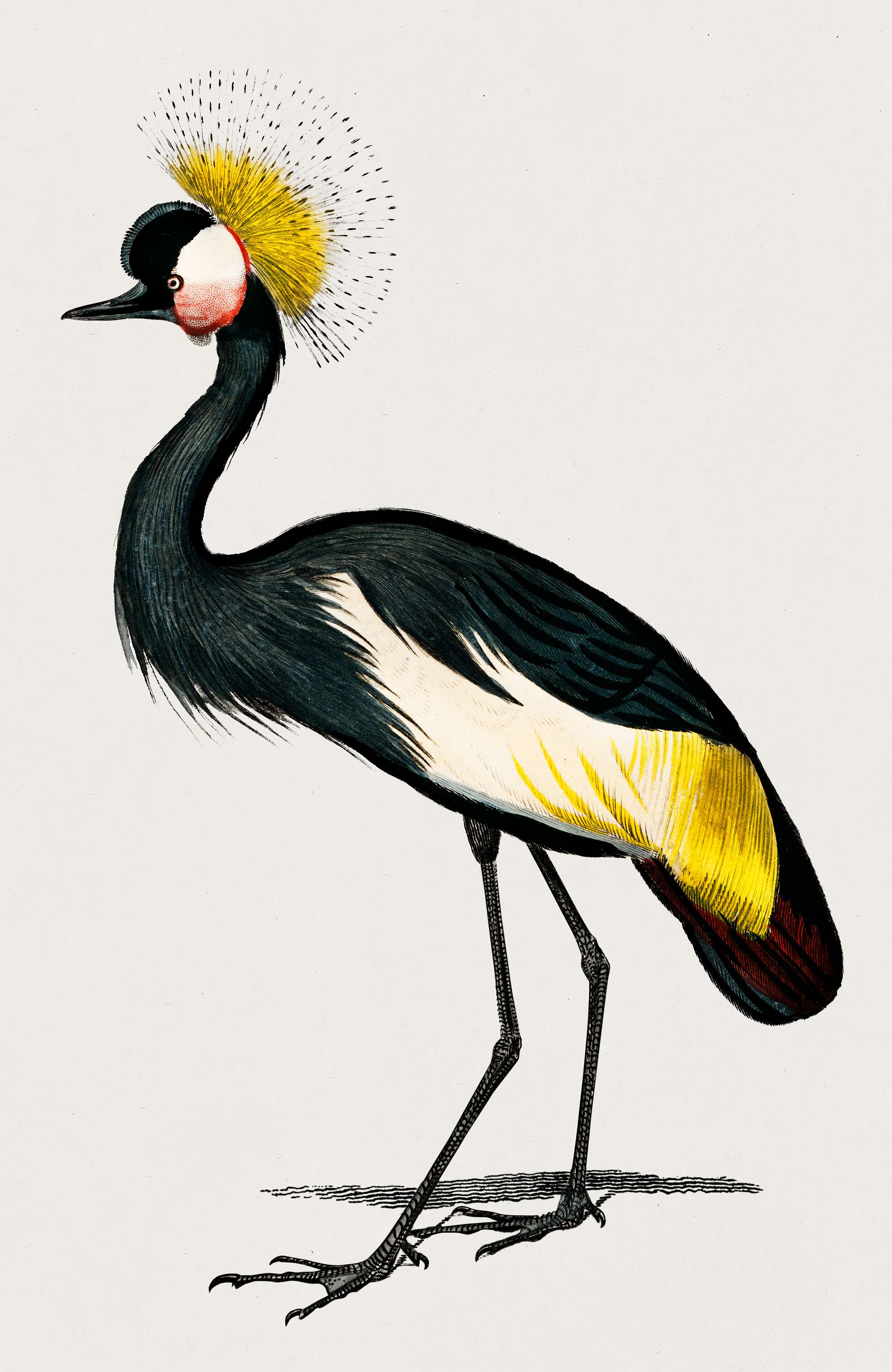 Black crowned crane (Balearica pavonina) illustrated by Charles Dessalines D' Orbigny (1806-1876). Digitally enhanced... Black crowned crane (Balearica pavonina) illustrated by Charles Dessalines D' Orbigny (1806-1876). Digitally enhanced...