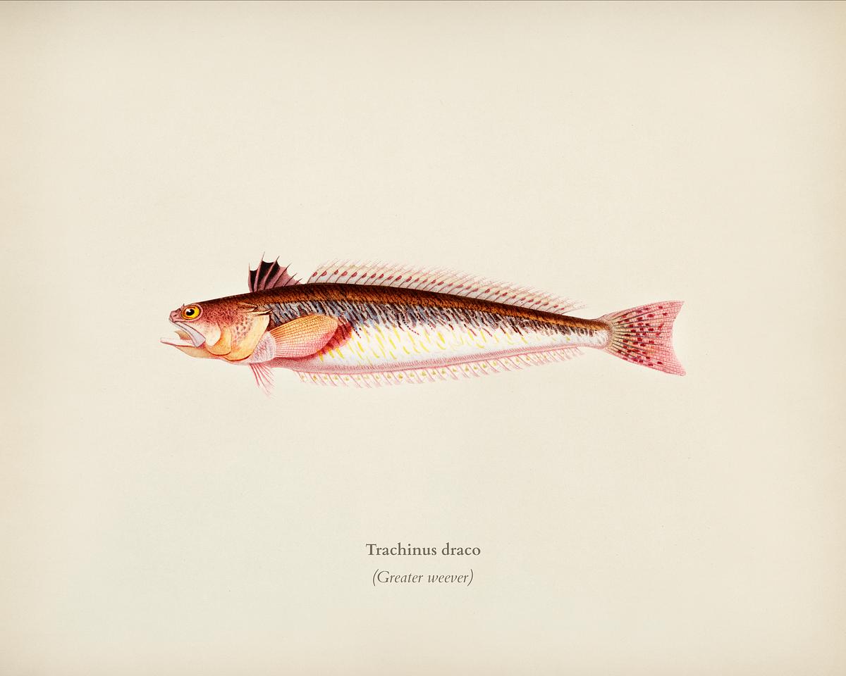 Trachinus draco illustrated by Charles… | Royalty free stock Illustration | High Resolution graphic Trachinus draco illustrated by Charles Dessalines D' Orbigny (1806-1876). Digitally enhanced from our own 1892 edition of…