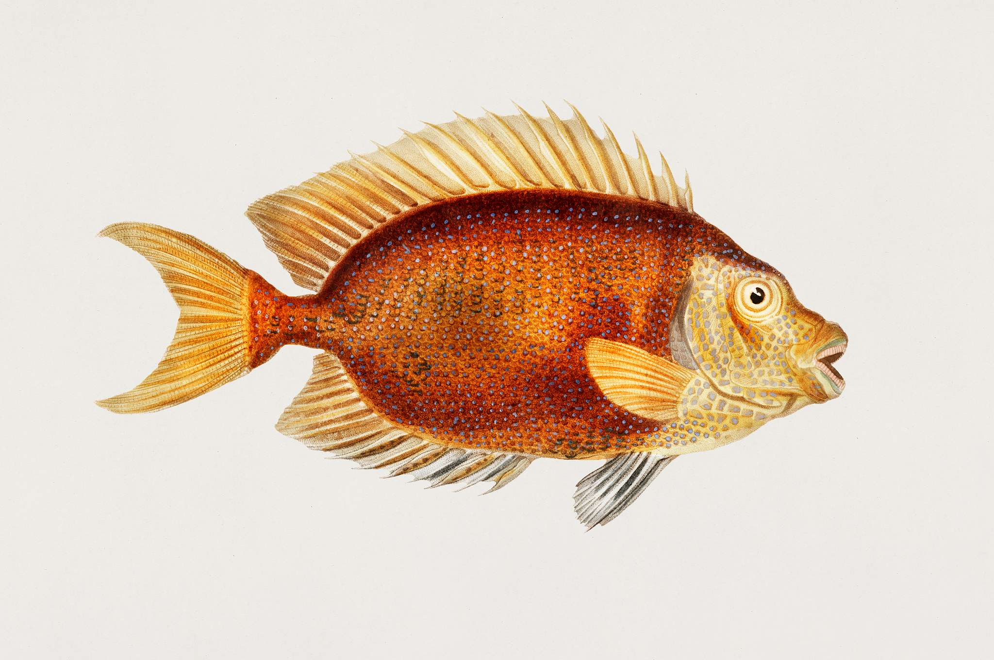Blue-spotted Spinefoot (Amphacanthus Corallinus) illustrated by Charles Dessalines D' Orbigny (1806-1876) Digitally... Blue-spotted Spinefoot (Amphacanthus Corallinus) illustrated by Charles Dessalines D' Orbigny (1806-1876) Digitally...