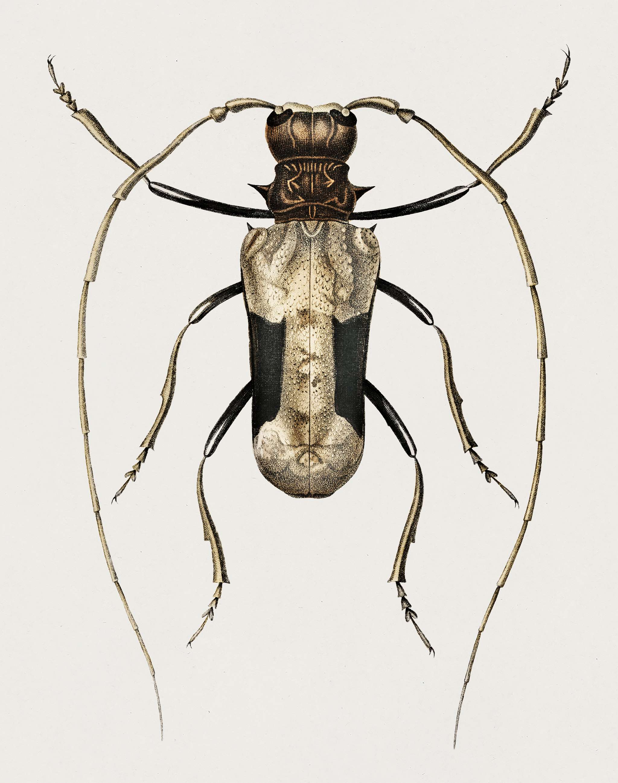 Giant African Longhorn Beetle (Petrognatha gigas) illustrated by Charles Dessalines D' Orbigny (1806-1876). Digitally... Giant African Longhorn Beetle (Petrognatha gigas) illustrated by Charles Dessalines D' Orbigny (1806-1876). Digitally...