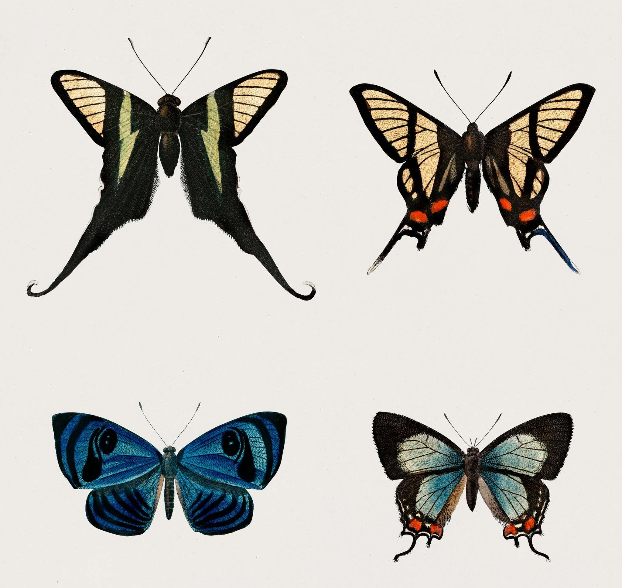 Collection of hand drawings of butterflies illustrated by Charles Dessalines D' Orbigny (1806-1876). Digitally enhanced... Collection of hand drawings of butterflies illustrated by Charles Dessalines D' Orbigny (1806-1876). Digitally enhanced...