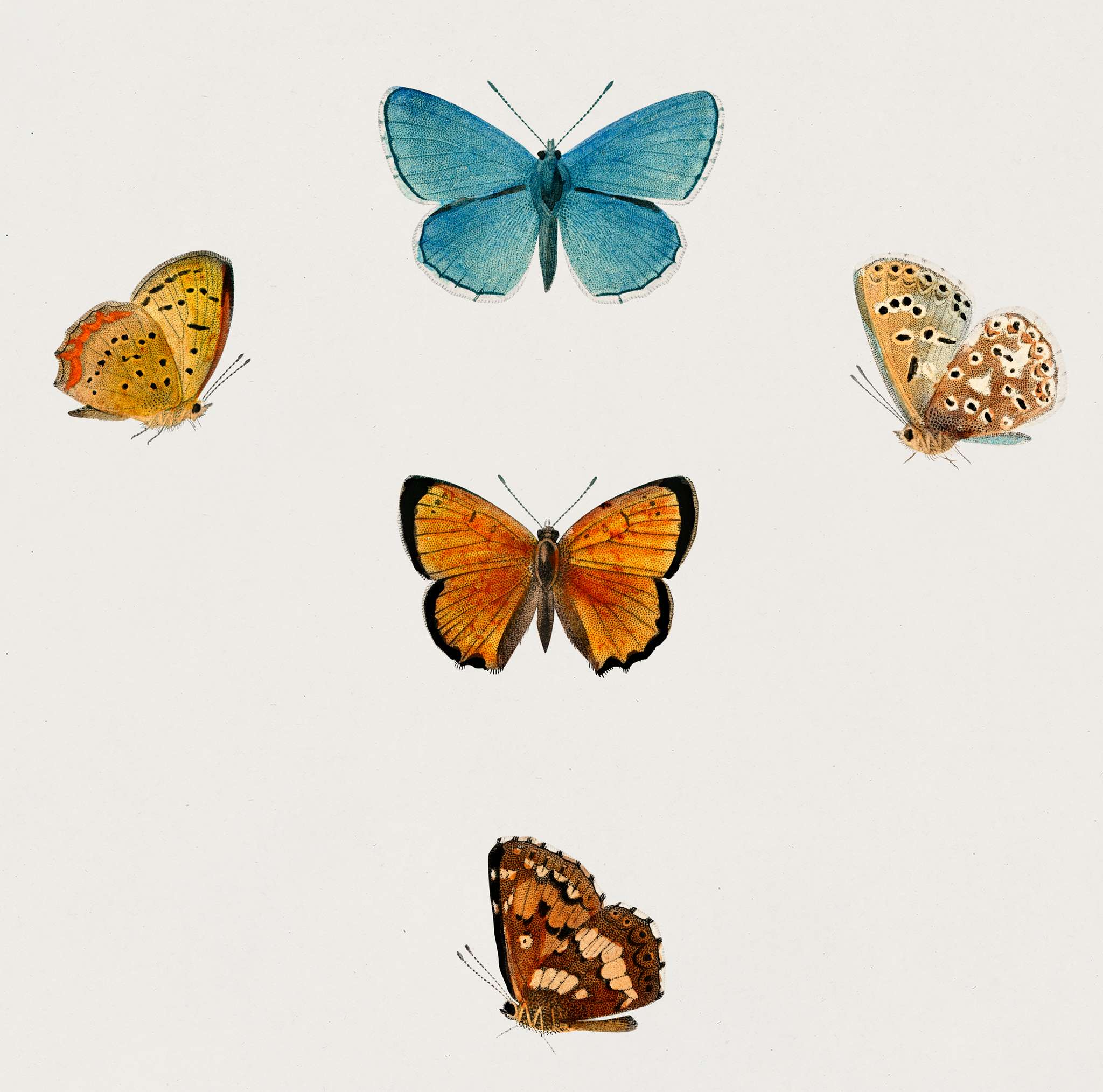 Collection of hand drawings of butterflies illustrated by Charles Dessalines D' Orbigny (1806-1876). Digitally enhanced... Collection of hand drawings of butterflies illustrated by Charles Dessalines D' Orbigny (1806-1876). Digitally enhanced...