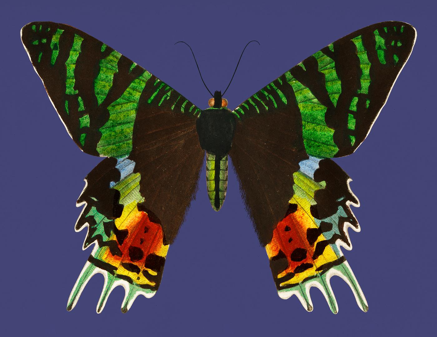 Vintage Illustration of Madagascan Sunset Moth (Urania Riphaeus). Vintage Illustration of Madagascan Sunset Moth (Urania Riphaeus).