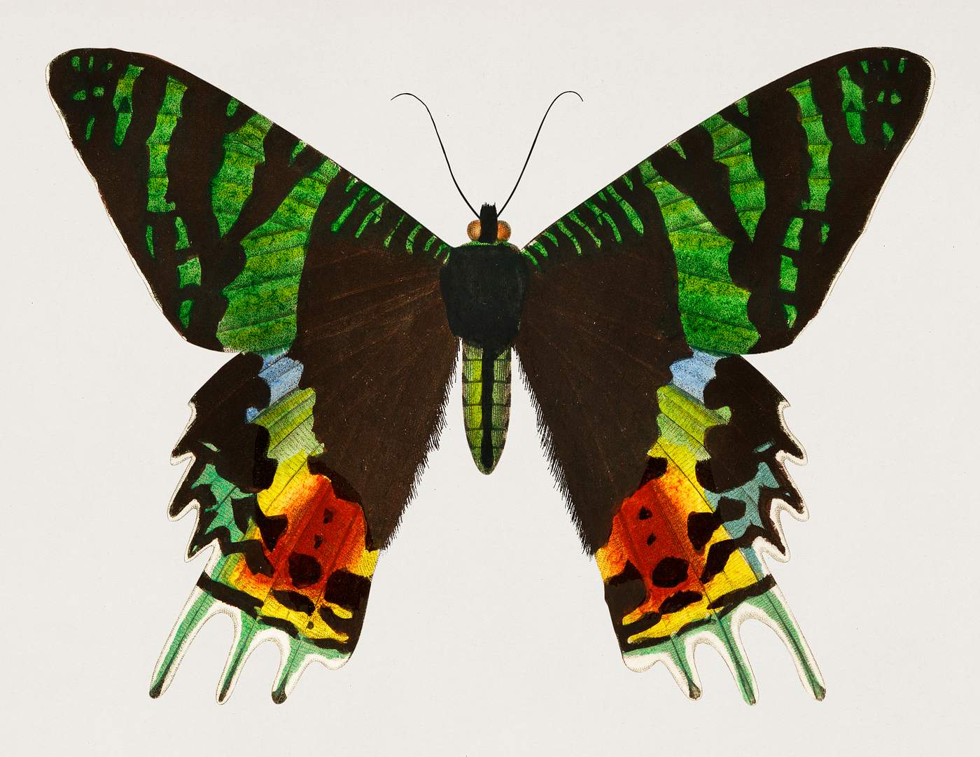 Madagascan Sunset Moth (Urania Riphaeus) illustrated by Charles Dessalines D' Orbigny (1806-1876). Digitally enhanced... Madagascan Sunset Moth (Urania Riphaeus) illustrated by Charles Dessalines D' Orbigny (1806-1876). Digitally enhanced...