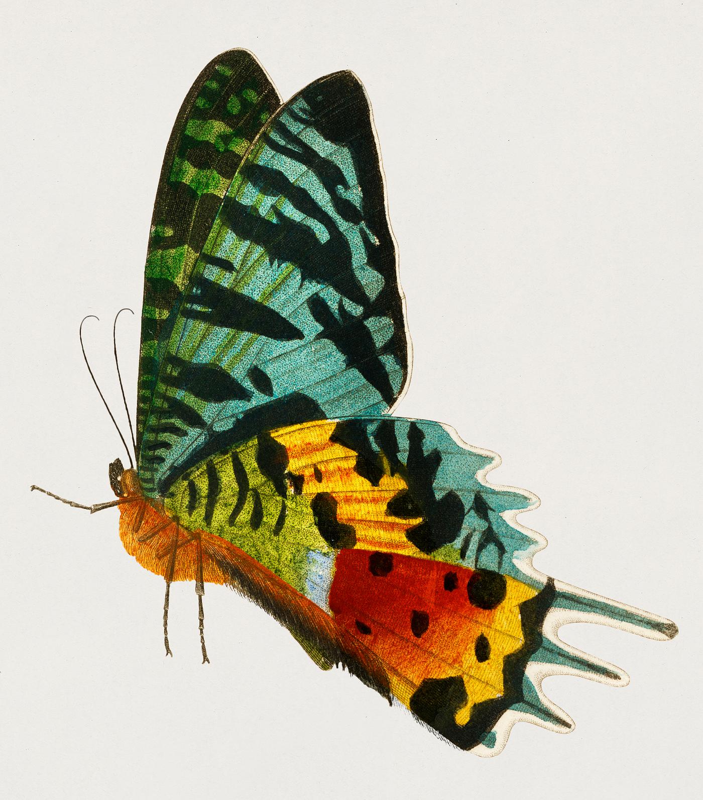 Madagascan Sunset Moth (Urania Riphaeus) illustrated by Charles Dessalines D' Orbigny (1806-1876). Digitally enhanced... Madagascan Sunset Moth (Urania Riphaeus) illustrated by Charles Dessalines D' Orbigny (1806-1876). Digitally enhanced...