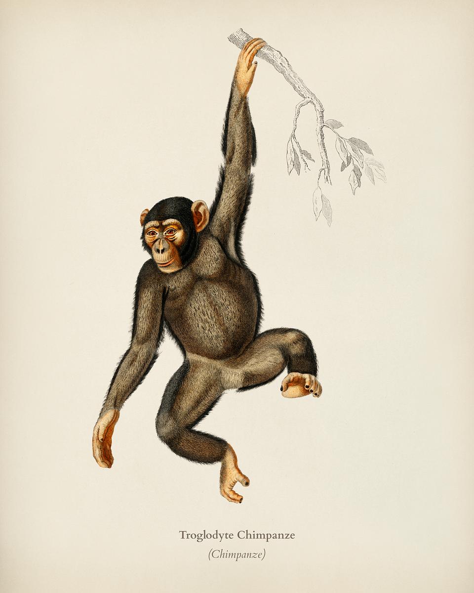 Chimpangze (Troglodyte Chimpanze) illustrated… | Royalty free stock Illustration | High Resolution graphic Chimpangze (Troglodyte Chimpanze) illustrated by Charles Dessalines D' Orbigny (1806-1876). Digitally enhanced from our own…