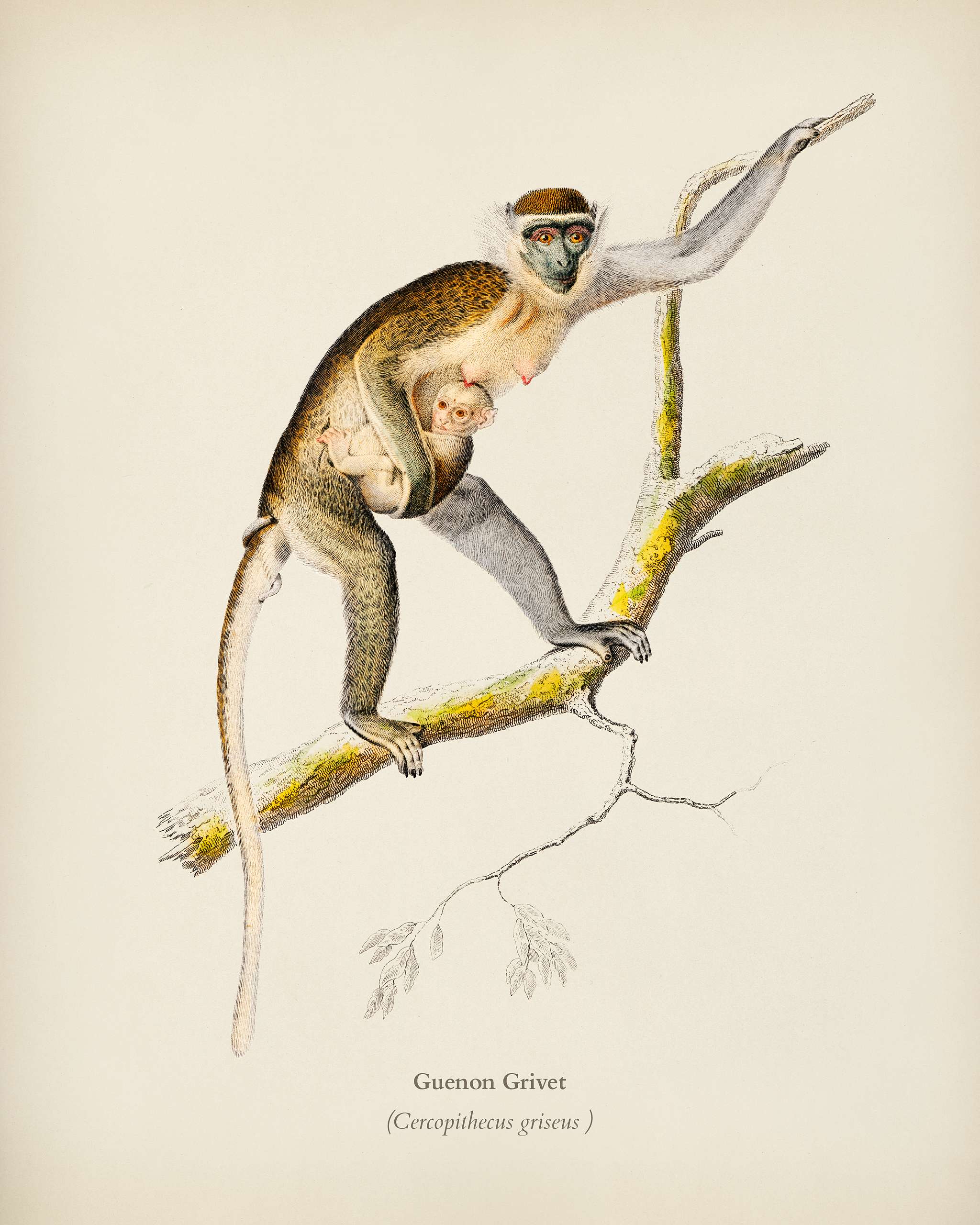 Cercopithecus griseus (Guenon Grivet) illustrated by Charles Dessalines D' Orbigny (1806-1876). Digitally enhanced from... Cercopithecus griseus (Guenon Grivet) illustrated by Charles Dessalines D' Orbigny (1806-1876). Digitally enhanced from...
