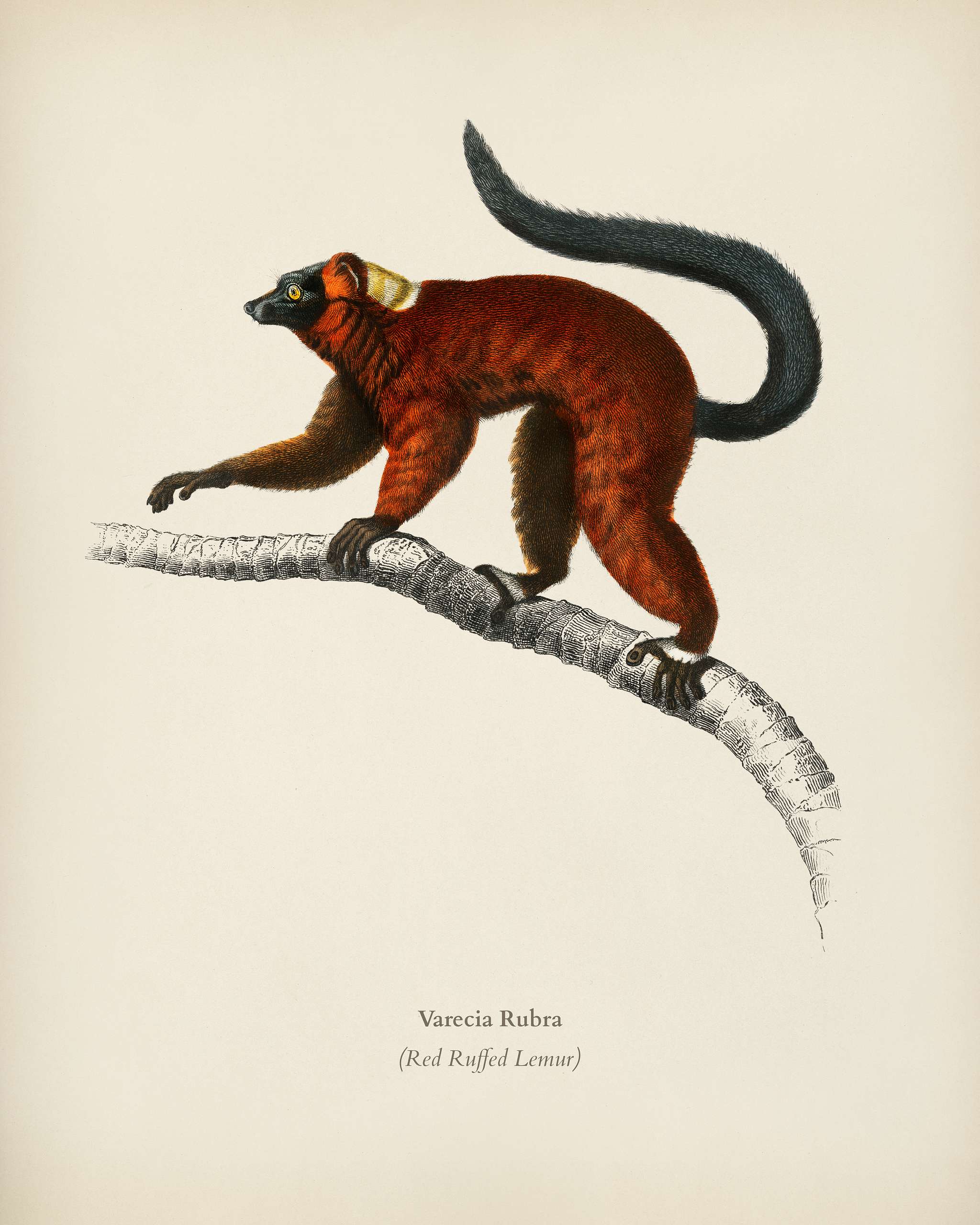 Red ruffed Lemur (Varecia Rubra) illustrated by Charles Dessalines D' Orbigny (1806-1876). Digitally enhanced from our... Red ruffed Lemur (Varecia Rubra) illustrated by Charles Dessalines D' Orbigny (1806-1876). Digitally enhanced from our...