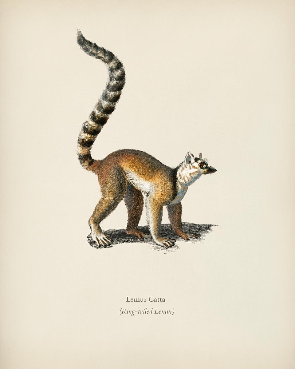Ring-tailed Lemur (Lemur Catta) illustrated… | Royalty free stock Illustration | High Resolution graphic Ring-tailed Lemur (Lemur Catta) illustrated by Charles Dessalines D' Orbigny (1806-1876). Digitally enhanced from our own…