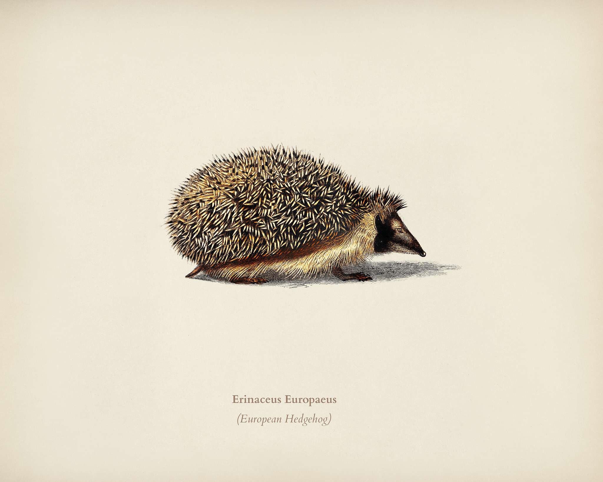 European Hedgehog (Erinaceus Europaeus) illustrated by Charles Dessalines D' Orbigny (1806-1876). Digitally enhanced... European Hedgehog (Erinaceus Europaeus) illustrated by Charles Dessalines D' Orbigny (1806-1876). Digitally enhanced...