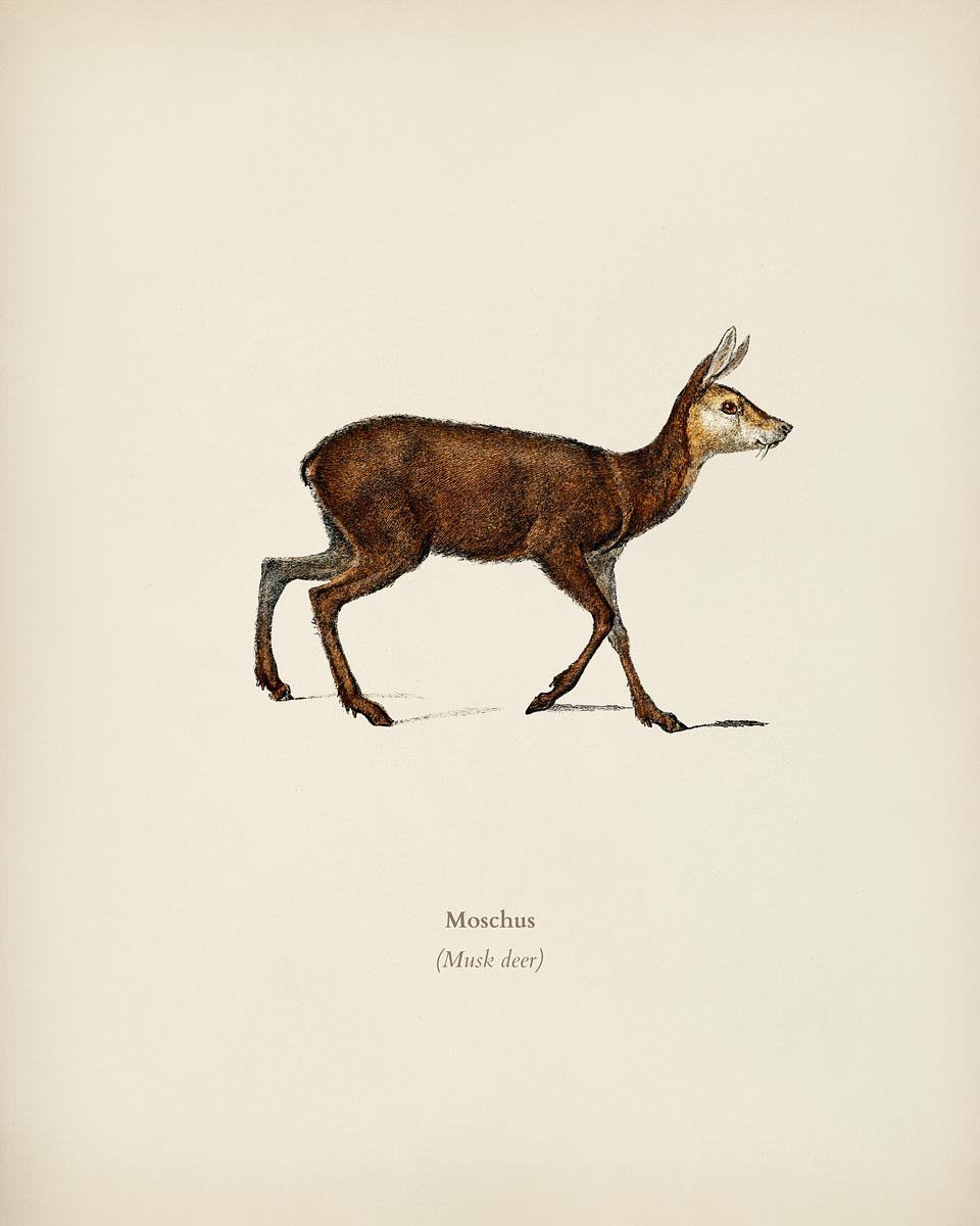 Moschus illustrated by Charles Dessalines D'… | Royalty free stock Illustration | High Resolution graphic Moschus illustrated by Charles Dessalines D' Orbigny (1806-1876). Digitally enhanced from our own 1892 edition of…