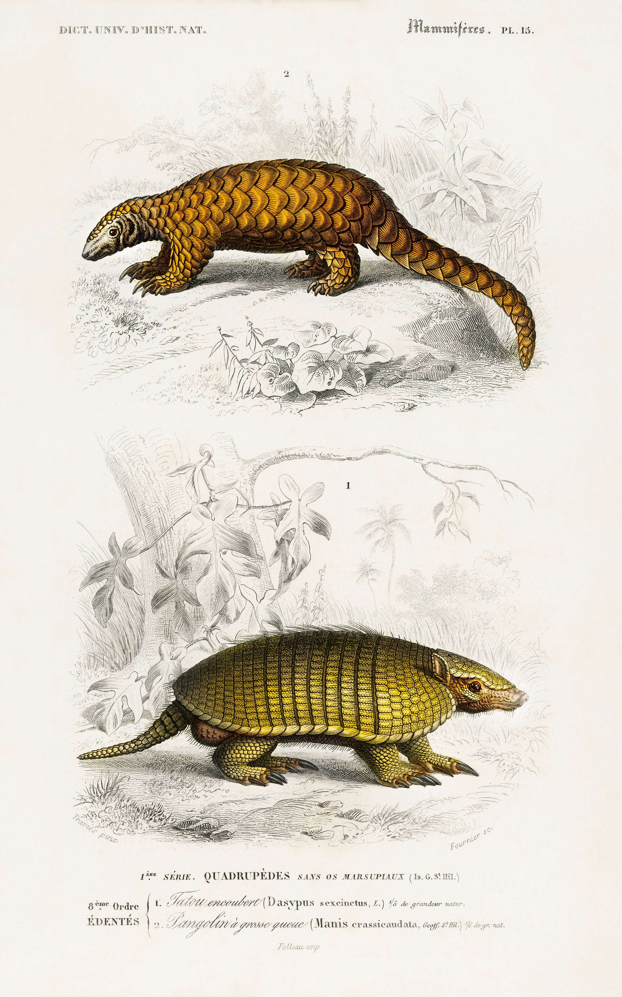 Yellow armadillo (Euphractus sexcinctus) and Indian Pangolin (Manis crassicaudata) illustrated by Charles Dessalines D'... Yellow armadillo (Euphractus sexcinctus) and Indian Pangolin (Manis crassicaudata) illustrated by Charles Dessalines D'...