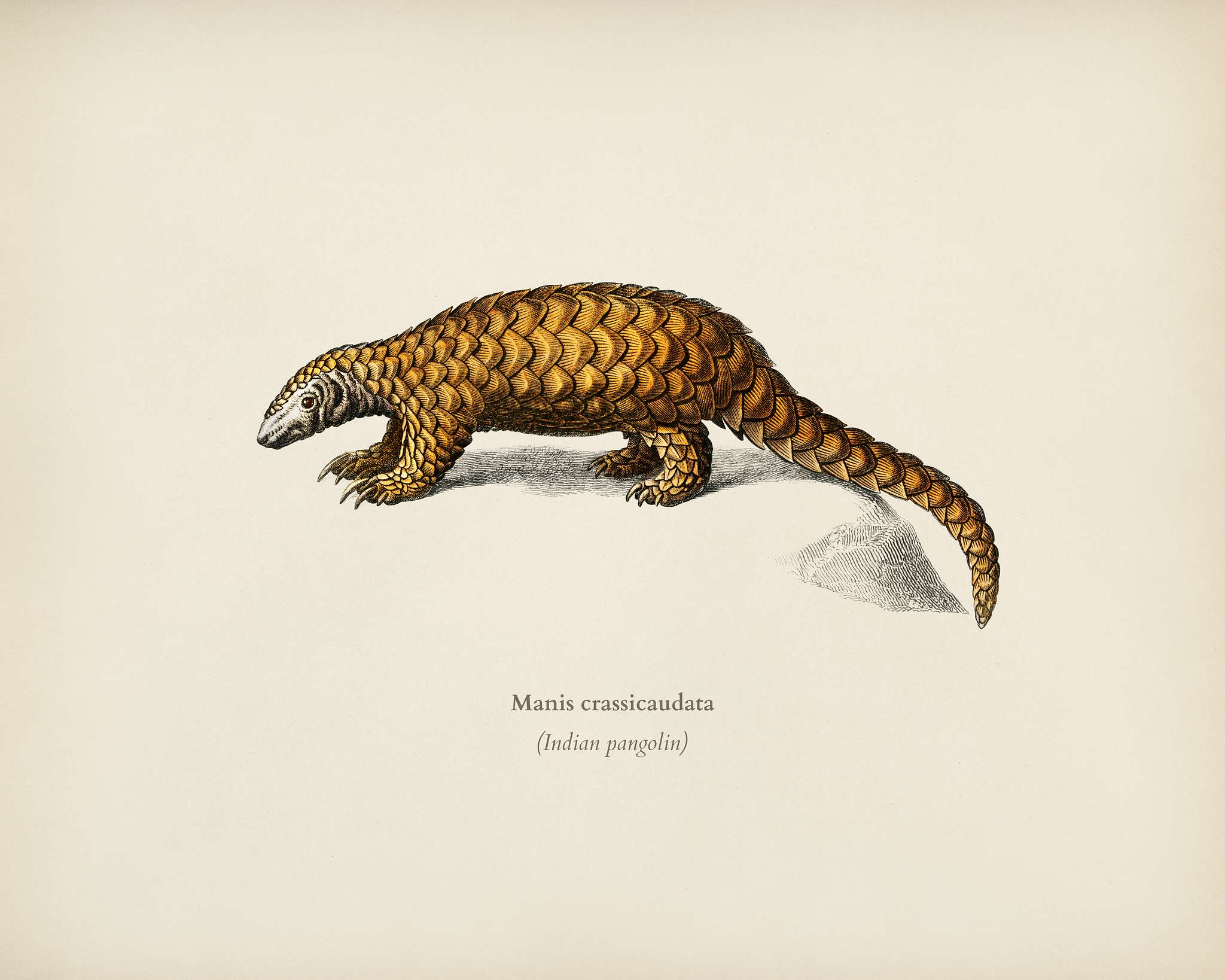 Indian Pangolin (Manis crassicaudata) illustrated by Charles Dessalines D' Orbigny (1806-1876). Digitally enhanced from... Indian Pangolin (Manis crassicaudata) illustrated by Charles Dessalines D' Orbigny (1806-1876). Digitally enhanced from...