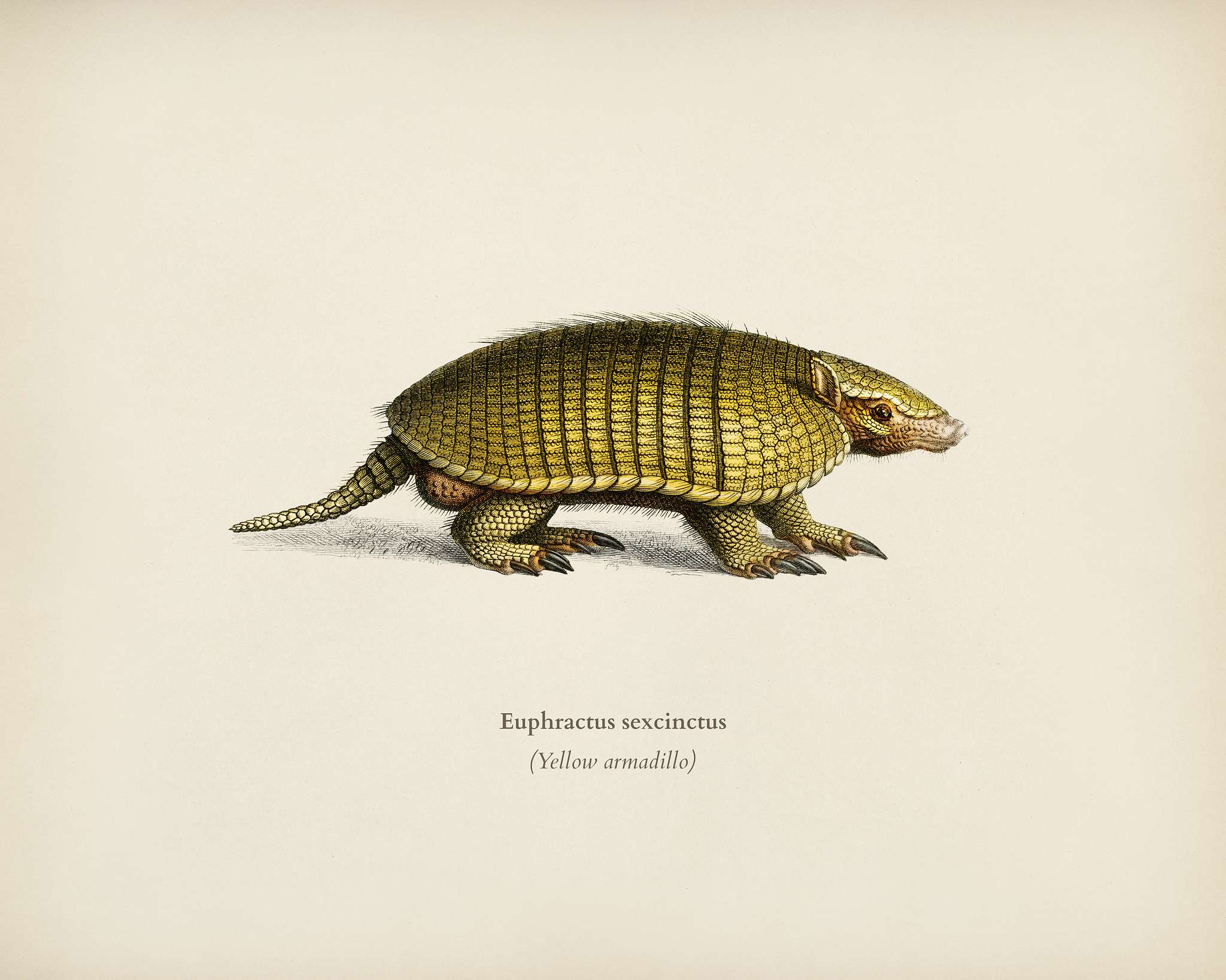 Yellow armadillo (Euphractus sexcinctus) illustrated by Charles Dessalines D' Orbigny (1806-1876). Digitally enhanced... Yellow armadillo (Euphractus sexcinctus) illustrated by Charles Dessalines D' Orbigny (1806-1876). Digitally enhanced...