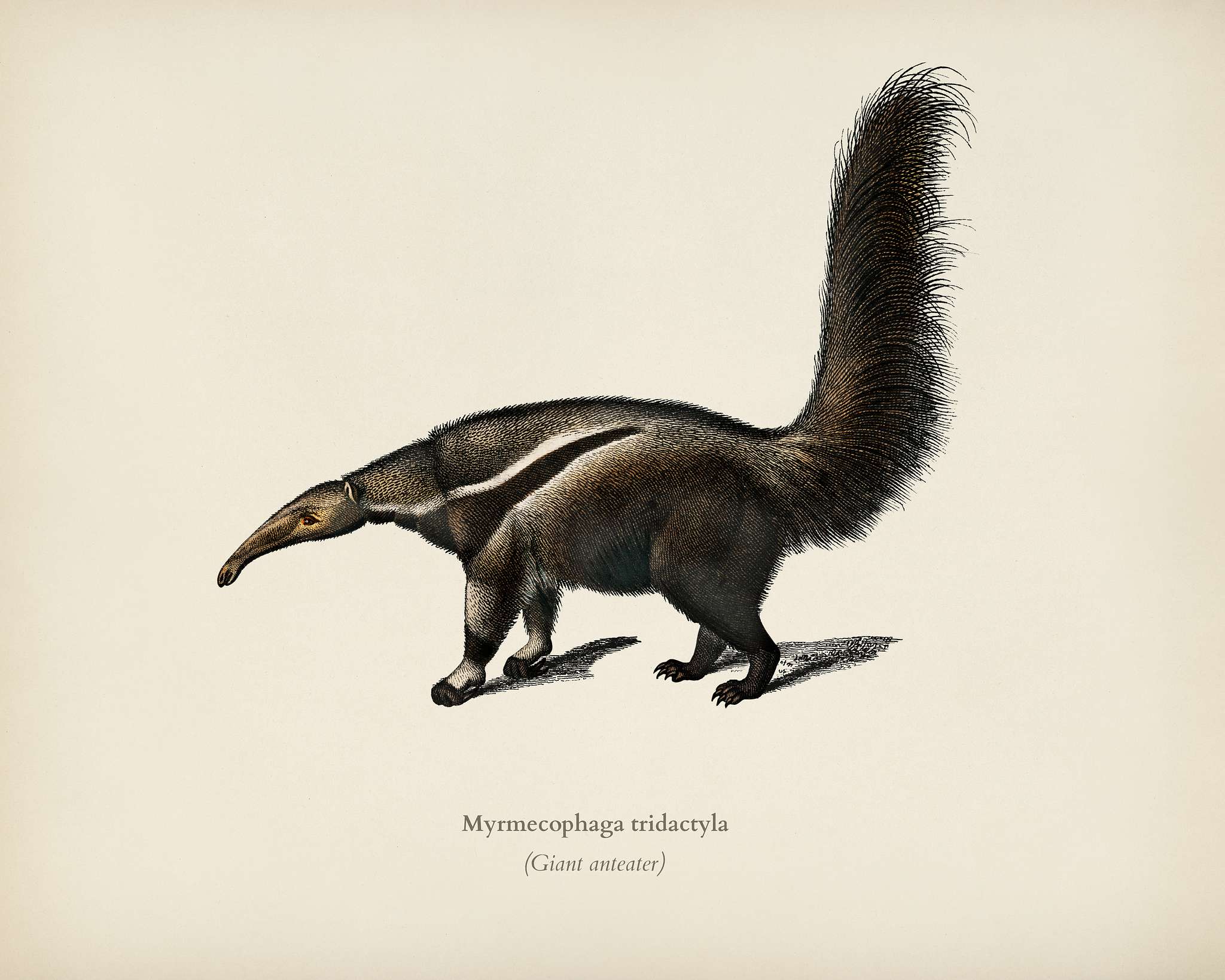 Giant anteater (Myrmecophaga tridactyla) illustrated by Charles Dessalines D' Orbigny (1806-1876). Digitally enhanced... Giant anteater (Myrmecophaga tridactyla) illustrated by Charles Dessalines D' Orbigny (1806-1876). Digitally enhanced...