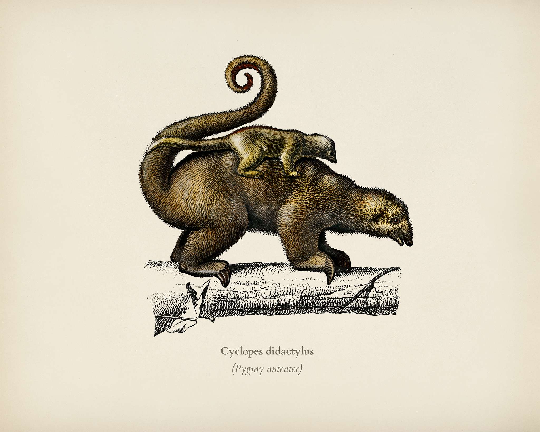 Pygmy anteater (Cyclopes didactylus) illustrated by Charles Dessalines D' Orbigny (1806-1876). Digitally enhanced from... Pygmy anteater (Cyclopes didactylus) illustrated by Charles Dessalines D' Orbigny (1806-1876). Digitally enhanced from...