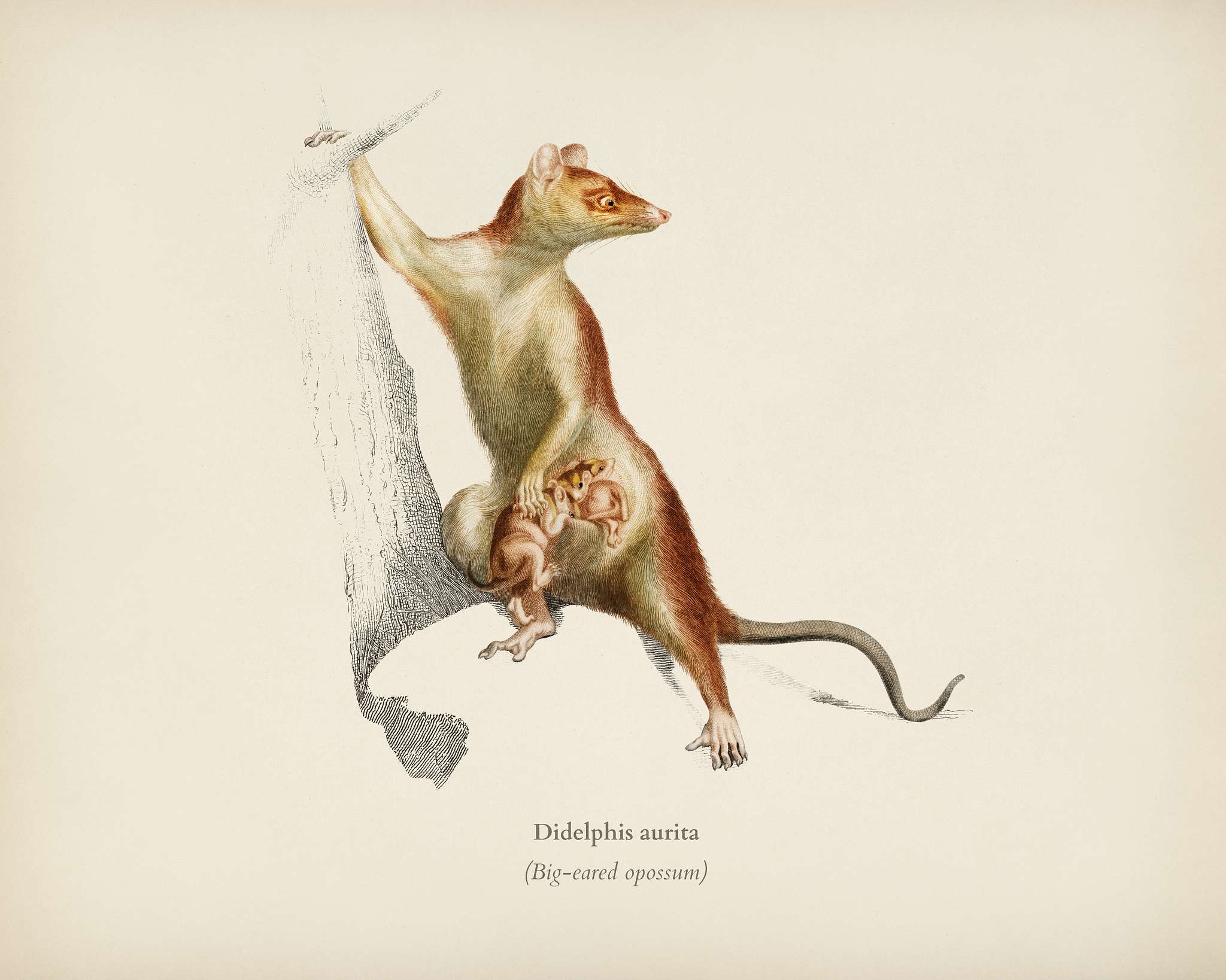 Big-eared opossum (Didelphis aurita) illustrated by Charles Dessalines D' Orbigny (1806-1876). Digitally enhanced from... Big-eared opossum (Didelphis aurita) illustrated by Charles Dessalines D' Orbigny (1806-1876). Digitally enhanced from...