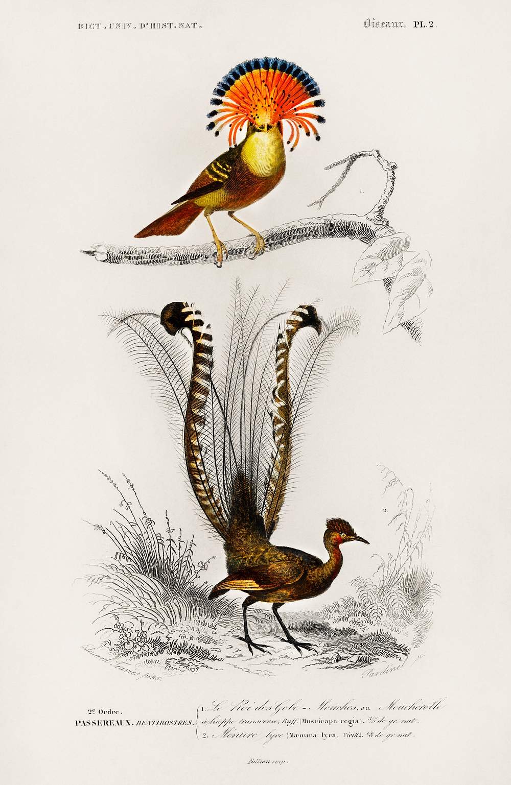 Different Types Of Birds Illustrated Free Photo Rawpixel different-types-of-birds-illustrated-free-photo-rawpixel