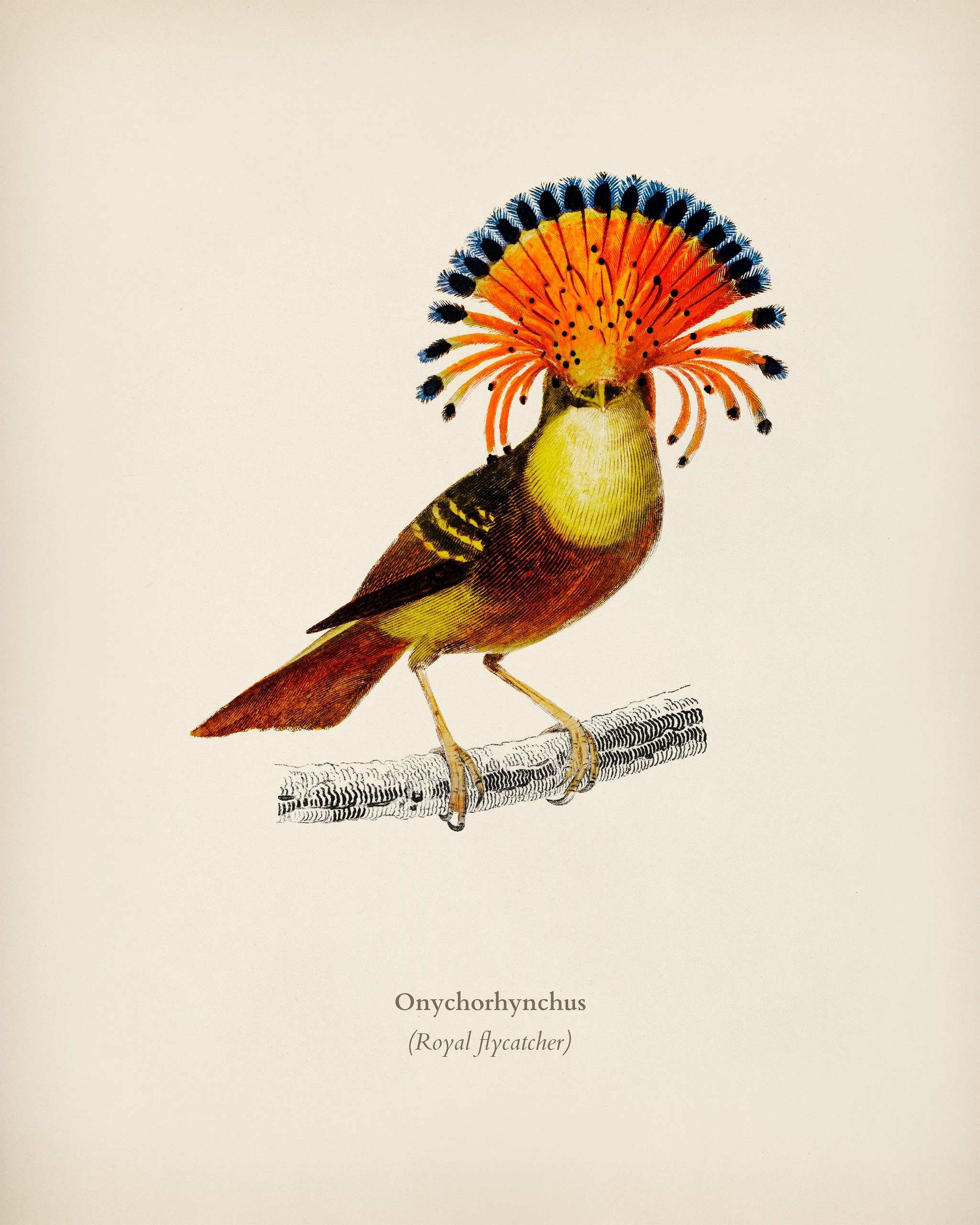 Royal flycatcher (Onychorhynchus) illustrated by Charles Dessalines D' Orbigny (1806-1876). Digitally enhanced from our... Royal flycatcher (Onychorhynchus) illustrated by Charles Dessalines D' Orbigny (1806-1876). Digitally enhanced from our...