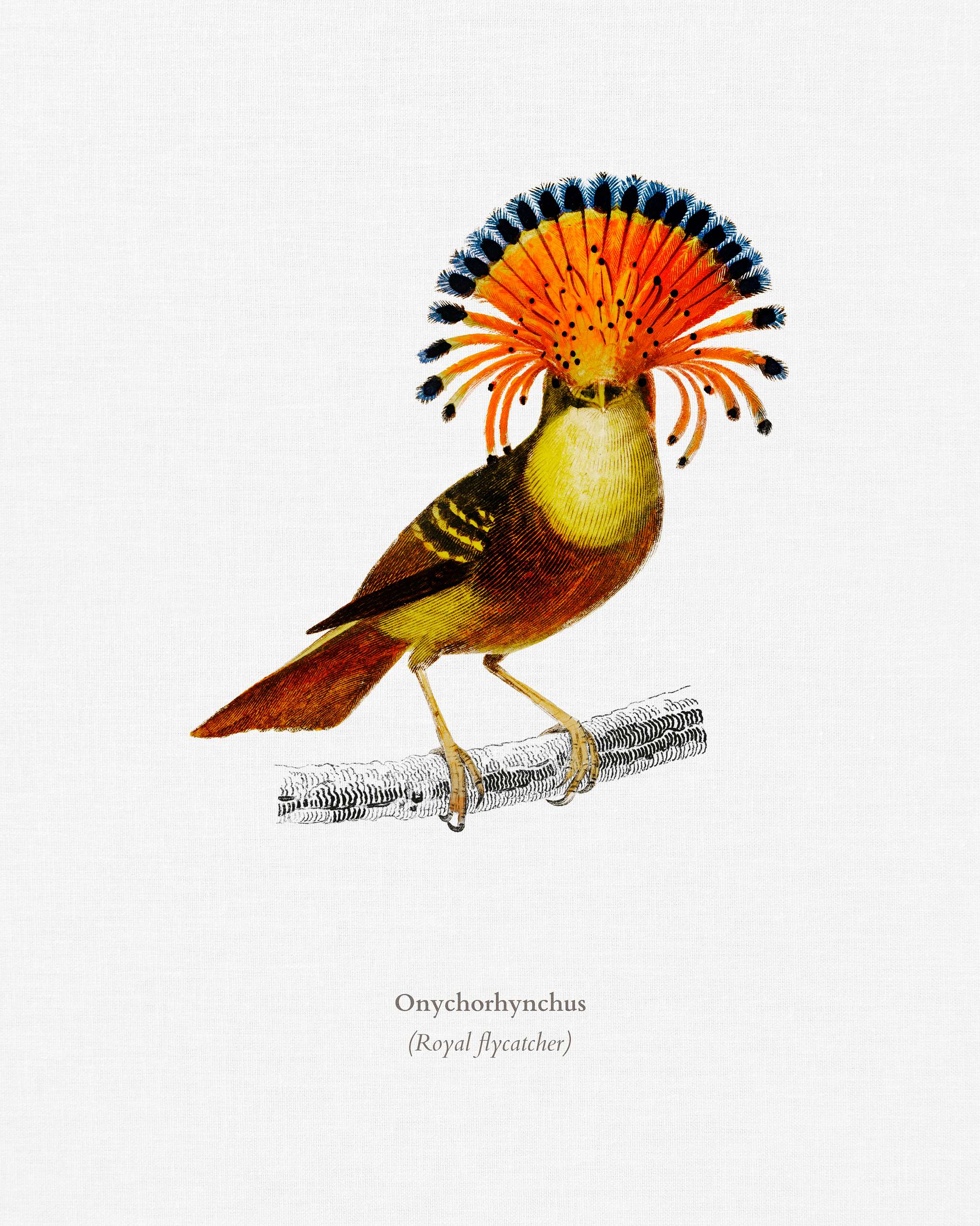 Royal flycatcher (Onychorhynchus) illustrated by Charles Dessalines D' Orbigny (1806-1876). Digitally enhanced from our... Royal flycatcher (Onychorhynchus) illustrated by Charles Dessalines D' Orbigny (1806-1876). Digitally enhanced from our...