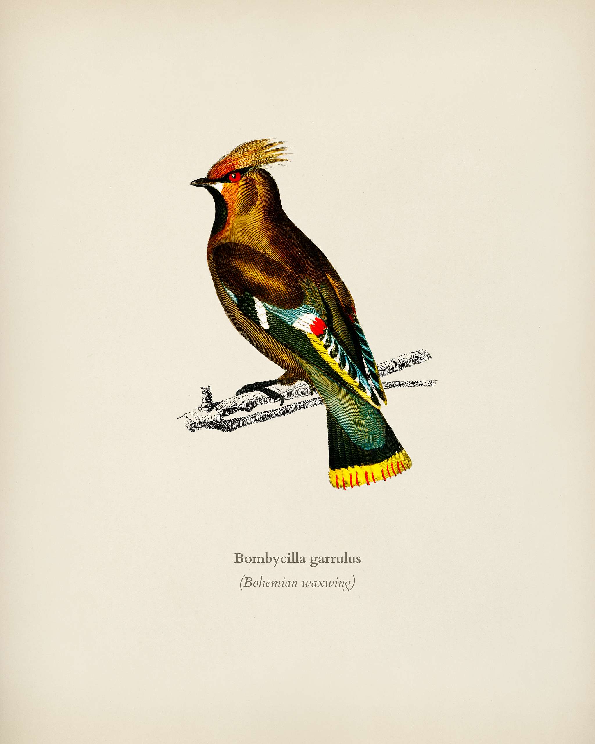 Bohemian waxwing (Bombycilla garrulus) illustrated by Charles Dessalines D' Orbigny (1806-1876). Digitally enhanced from... Bohemian waxwing (Bombycilla garrulus) illustrated by Charles Dessalines D' Orbigny (1806-1876). Digitally enhanced from...