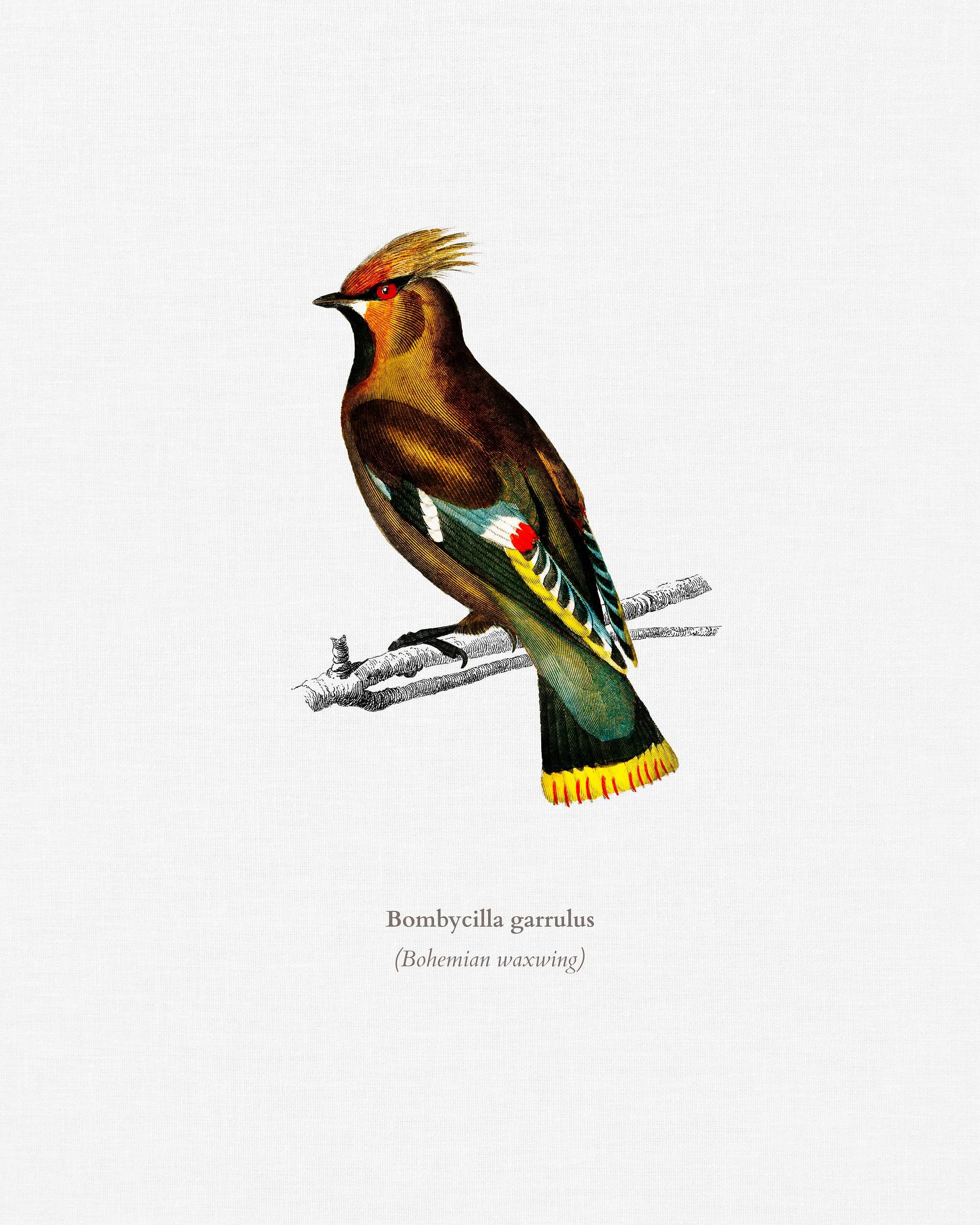 Bohemian waxwing (Bombycilla garrulus) illustrated by Charles Dessalines D' Orbigny (1806-1876). Digitally enhanced from... Bohemian waxwing (Bombycilla garrulus) illustrated by Charles Dessalines D' Orbigny (1806-1876). Digitally enhanced from...