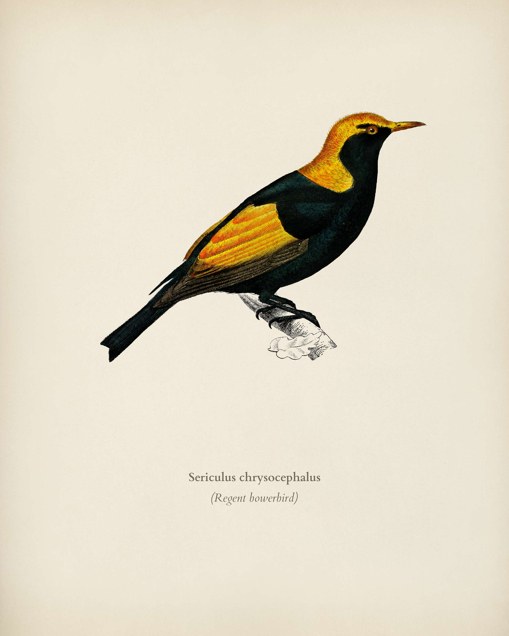 Regent bowerbird (Sericulus chrysocephalus) illustrated by Charles Dessalines D' Orbigny (1806-1876). Digitally enhanced... Regent bowerbird (Sericulus chrysocephalus) illustrated by Charles Dessalines D' Orbigny (1806-1876). Digitally enhanced...