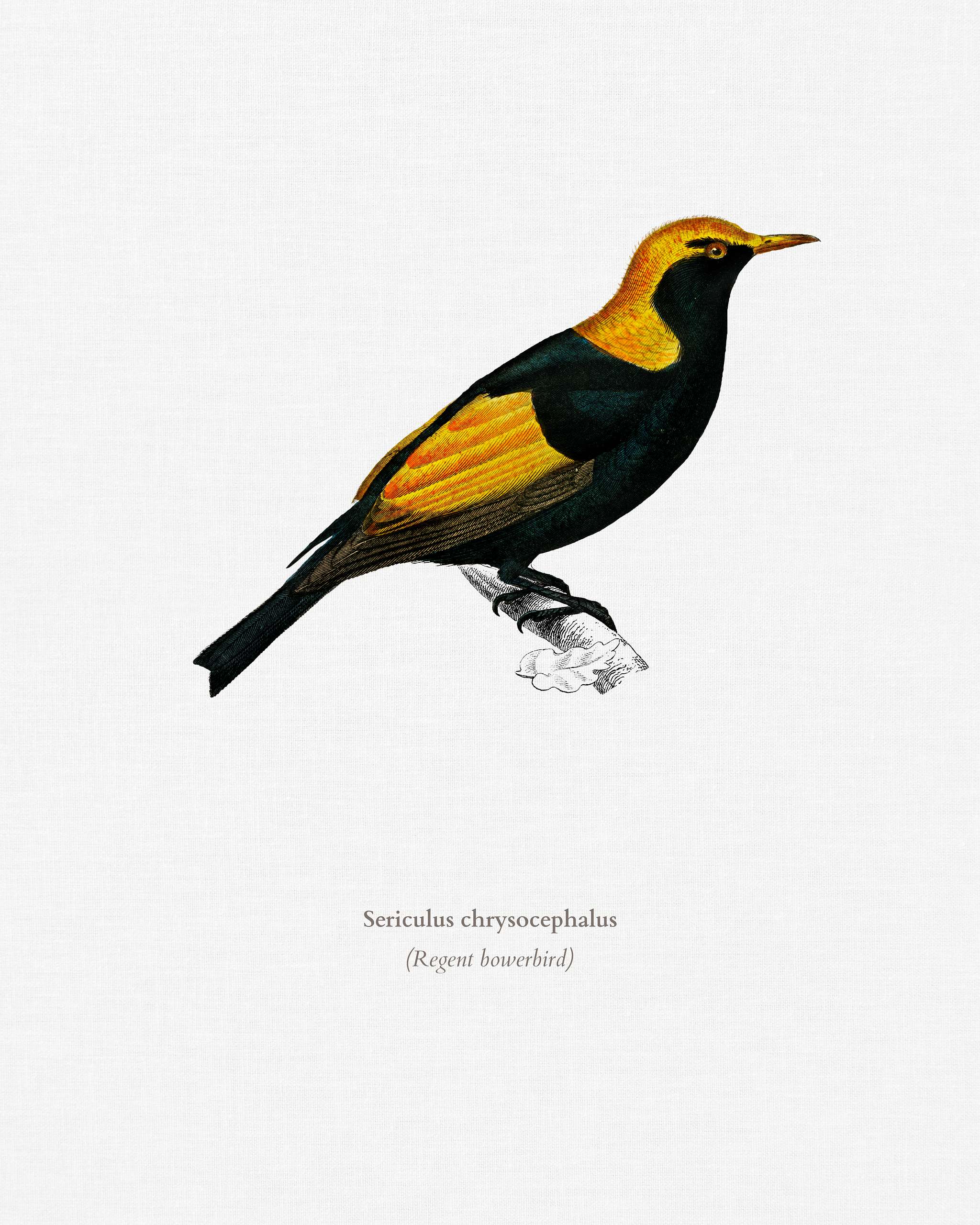 Regent bowerbird (Sericulus chrysocephalus) illustrated by Charles Dessalines D' Orbigny (1806-1876). Digitally enhanced... Regent bowerbird (Sericulus chrysocephalus) illustrated by Charles Dessalines D' Orbigny (1806-1876). Digitally enhanced...