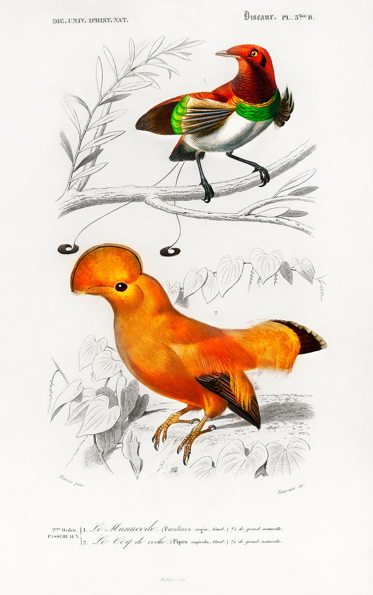 Different types of birds illustrated by… | Free public domain illustration Different types of birds illustrated by Charles Dessalines D' Orbigny (1806-1876). Digitally enhanced from our own 1892…