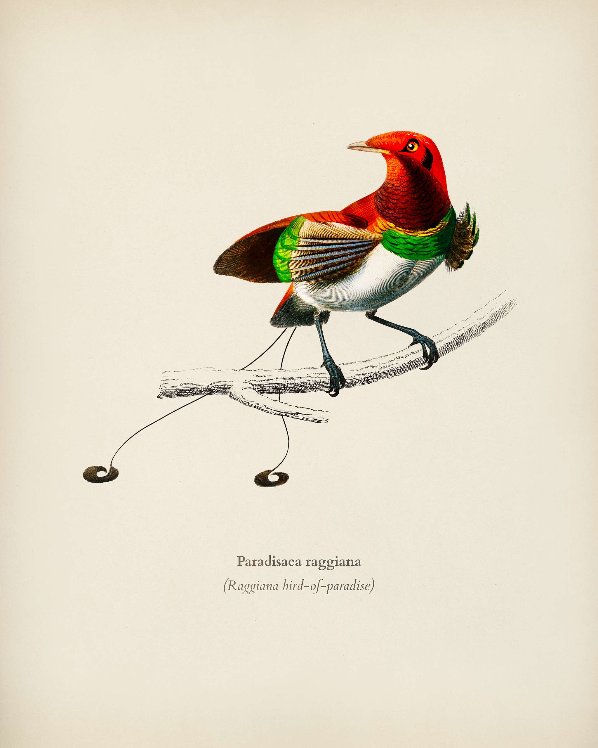 Raggiana bird-of-paradise (Paradisaea raggiana) illustrated by Charles Dessalines D' Orbigny (1806-1876). Digitally... Raggiana bird-of-paradise (Paradisaea raggiana) illustrated by Charles Dessalines D' Orbigny (1806-1876). Digitally...