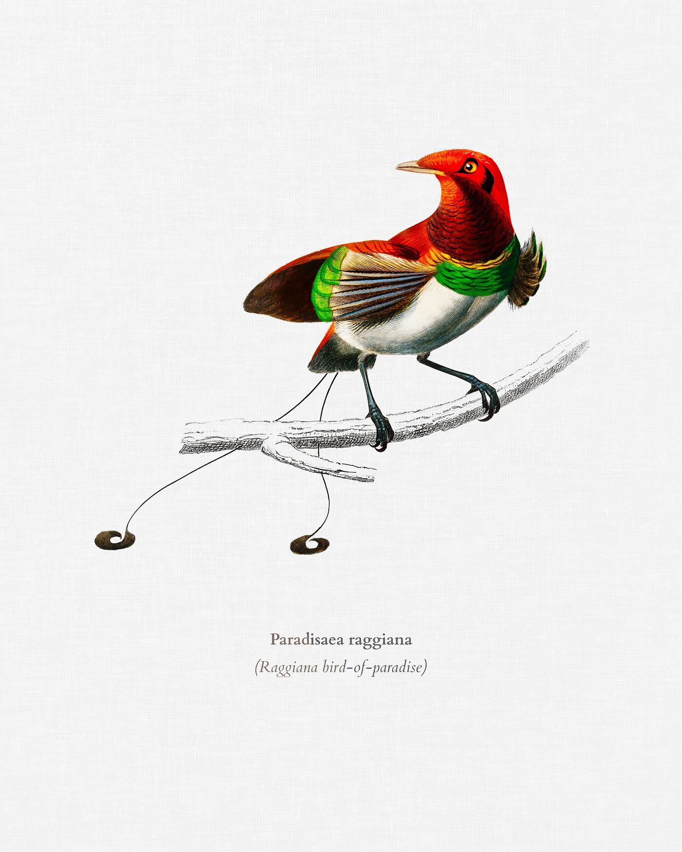 Raggiana bird-of-paradise (Paradisaea raggiana) illustrated by Charles Dessalines D' Orbigny (1806-1876). Digitally... Raggiana bird-of-paradise (Paradisaea raggiana) illustrated by Charles Dessalines D' Orbigny (1806-1876). Digitally...