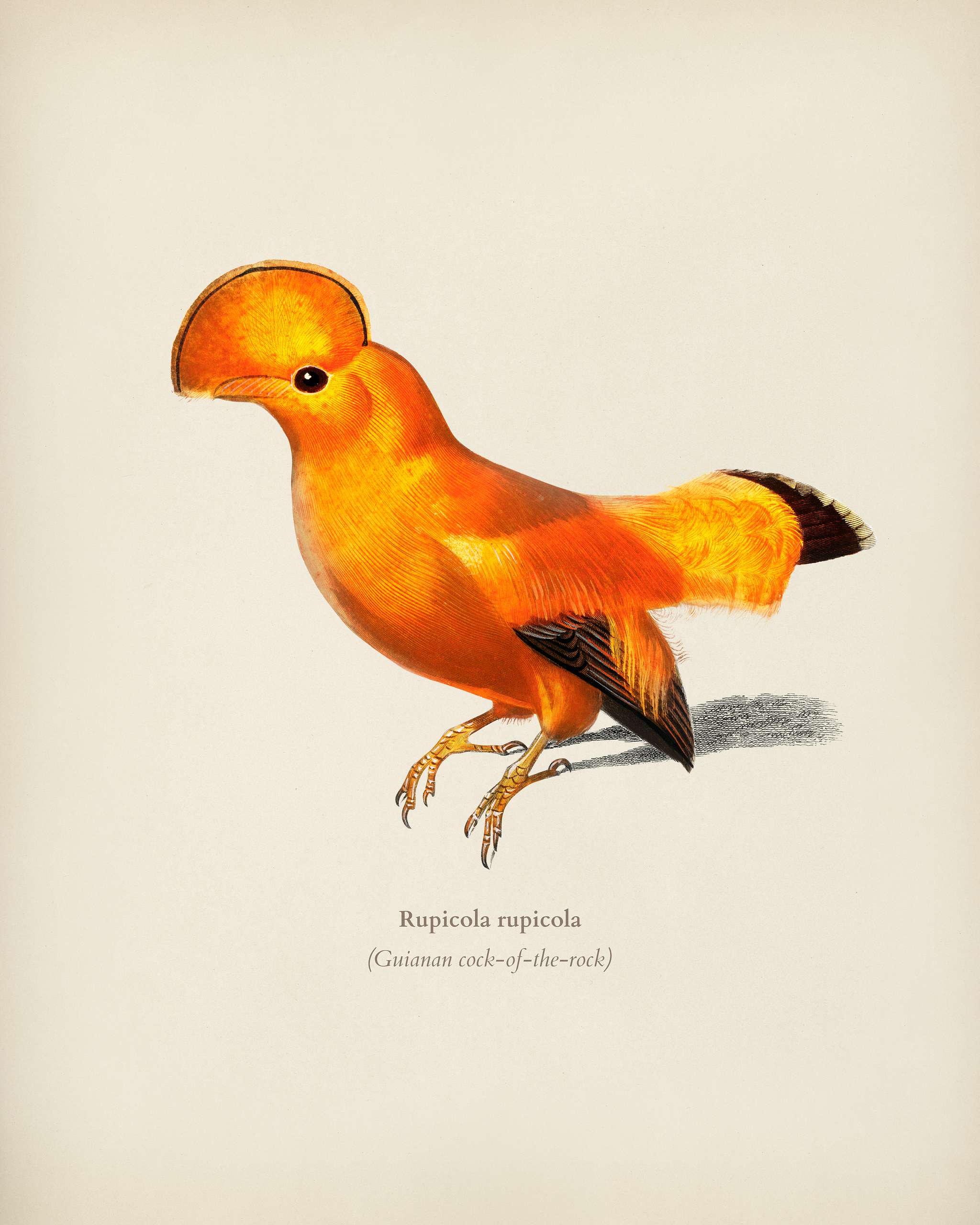 Guianan cock-of-the-rock (Rupicola rupicola) illustrated by Charles Dessalines D' Orbigny (1806-1876). Digitally... Guianan cock-of-the-rock (Rupicola rupicola) illustrated by Charles Dessalines D' Orbigny (1806-1876). Digitally...