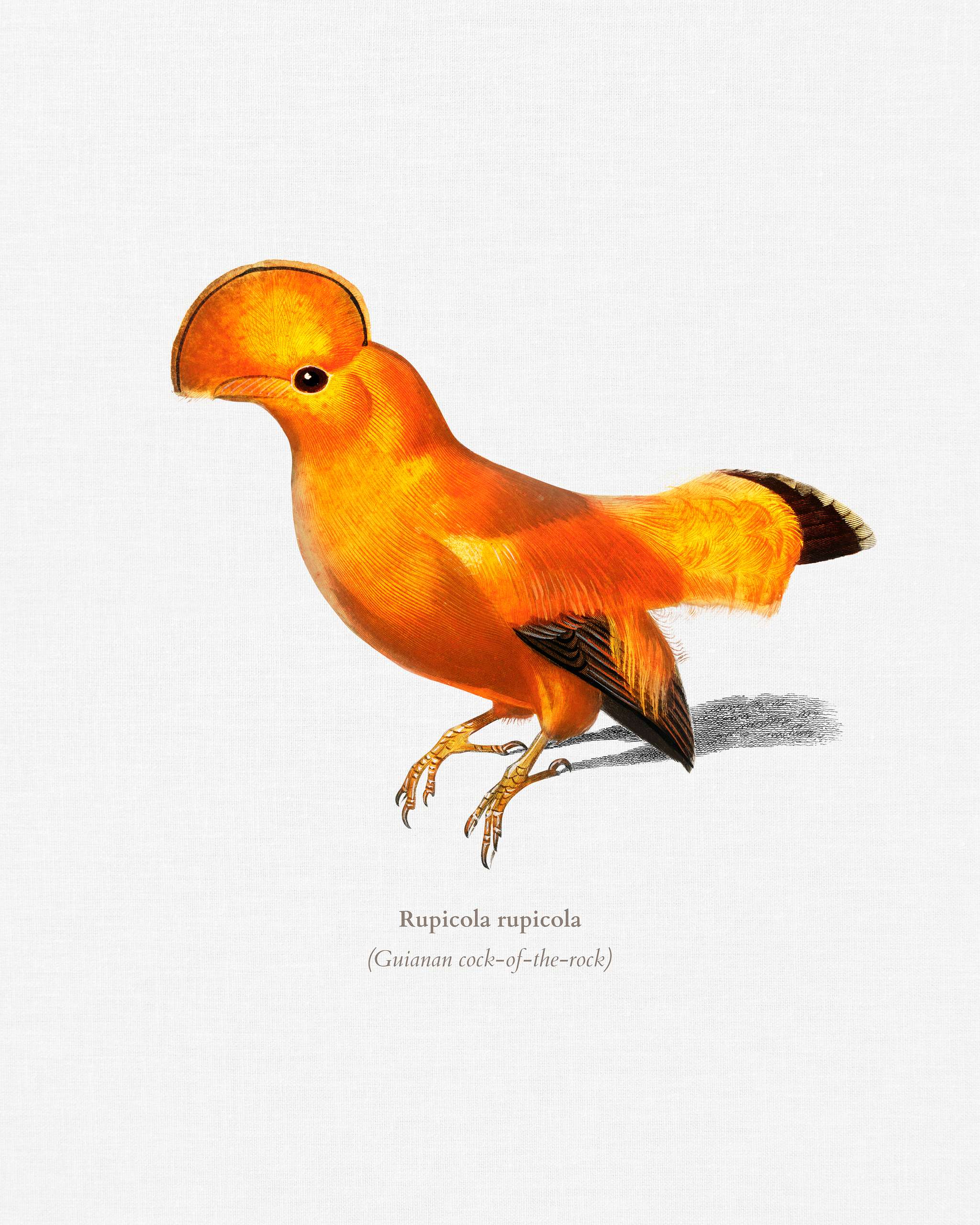 Guianan cock-of-the-rock (Rupicola rupicola) illustrated by Charles Dessalines D' Orbigny (1806-1876). Digitally... Guianan cock-of-the-rock (Rupicola rupicola) illustrated by Charles Dessalines D' Orbigny (1806-1876). Digitally...