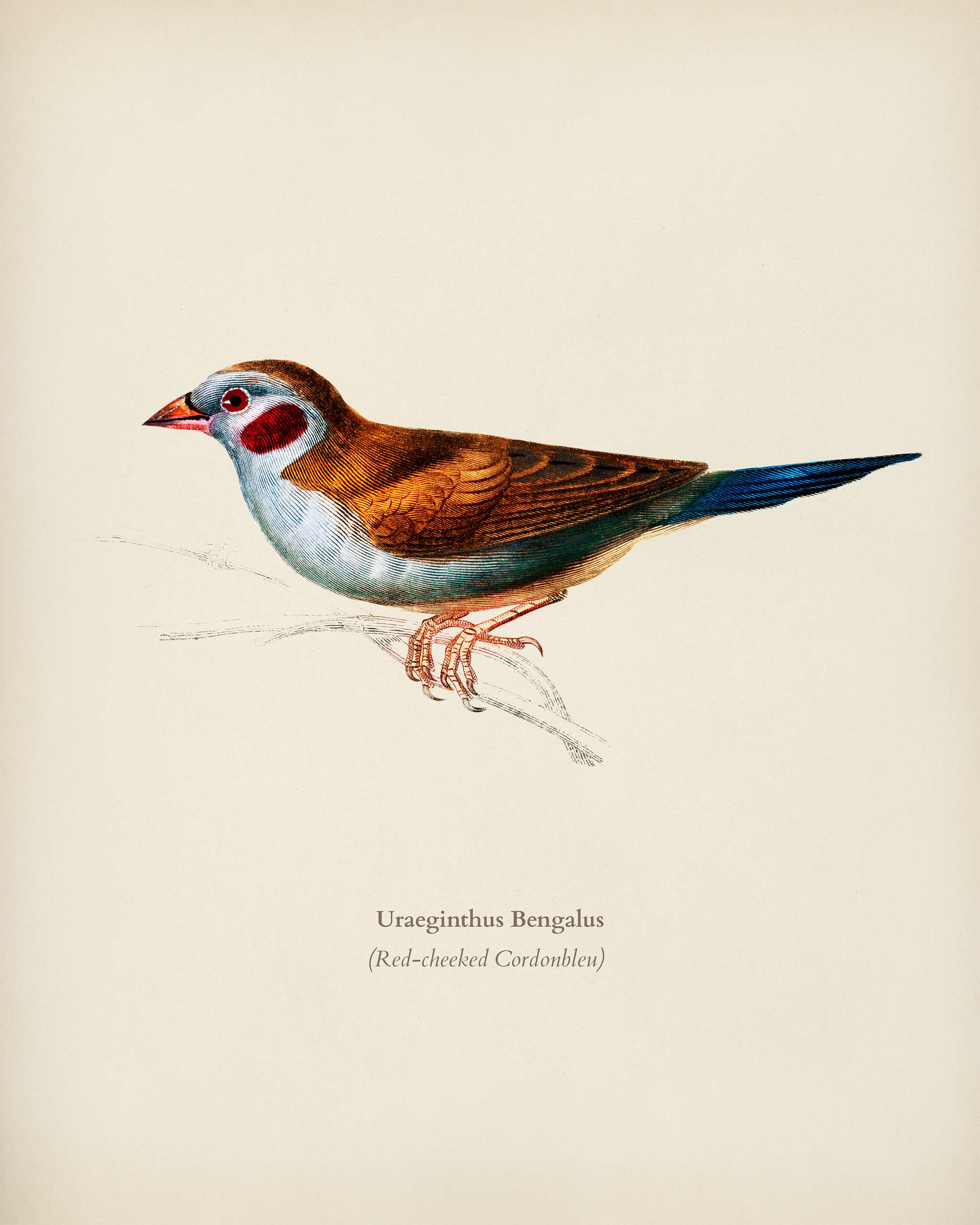 Red-cheeked Cordonbleu (Uraeginthus Bengalus) illustrated by Charles Dessalines D' Orbigny (1806-1876). Digitally... Red-cheeked Cordonbleu (Uraeginthus Bengalus) illustrated by Charles Dessalines D' Orbigny (1806-1876). Digitally...