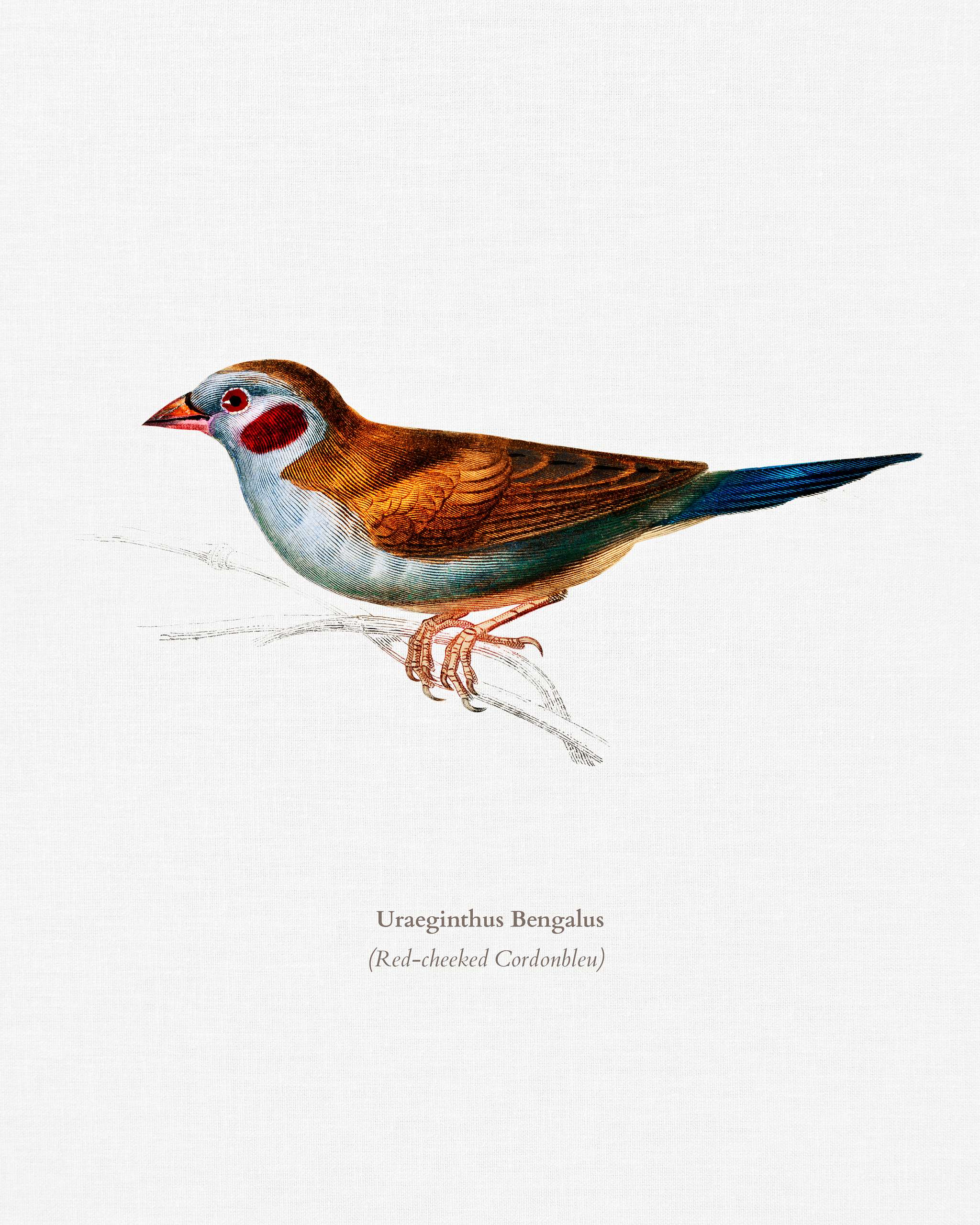 Red-cheeked Cordonbleu (Uraeginthus Bengalus) illustrated by Charles Dessalines D' Orbigny (1806-1876). Digitally... Red-cheeked Cordonbleu (Uraeginthus Bengalus) illustrated by Charles Dessalines D' Orbigny (1806-1876). Digitally...