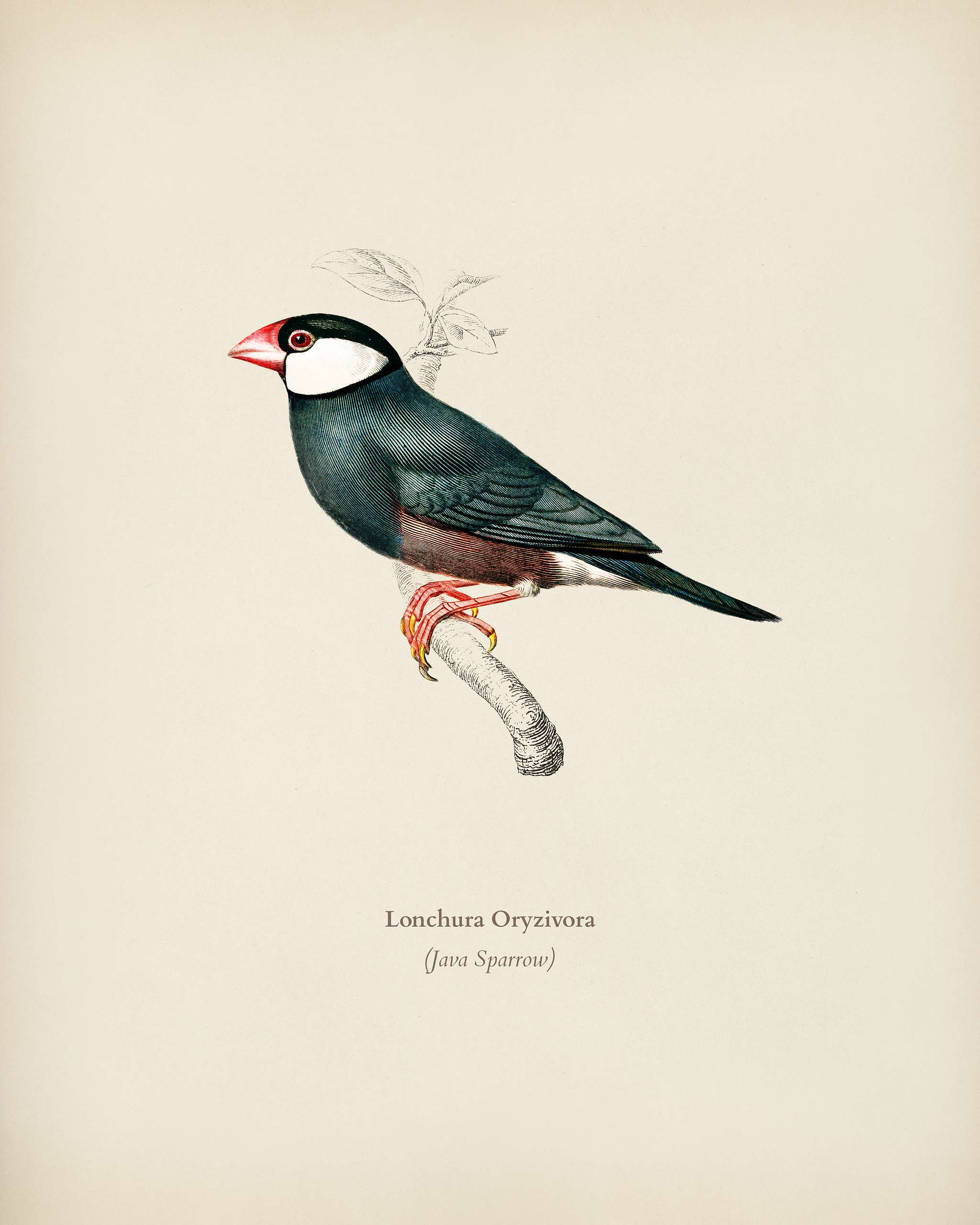 Java Sparrow (Lonchura Oryzivora) illustrated by Charles Dessalines D' Orbigny (1806-1876). Digitally enhanced from our... Java Sparrow (Lonchura Oryzivora) illustrated by Charles Dessalines D' Orbigny (1806-1876). Digitally enhanced from our...