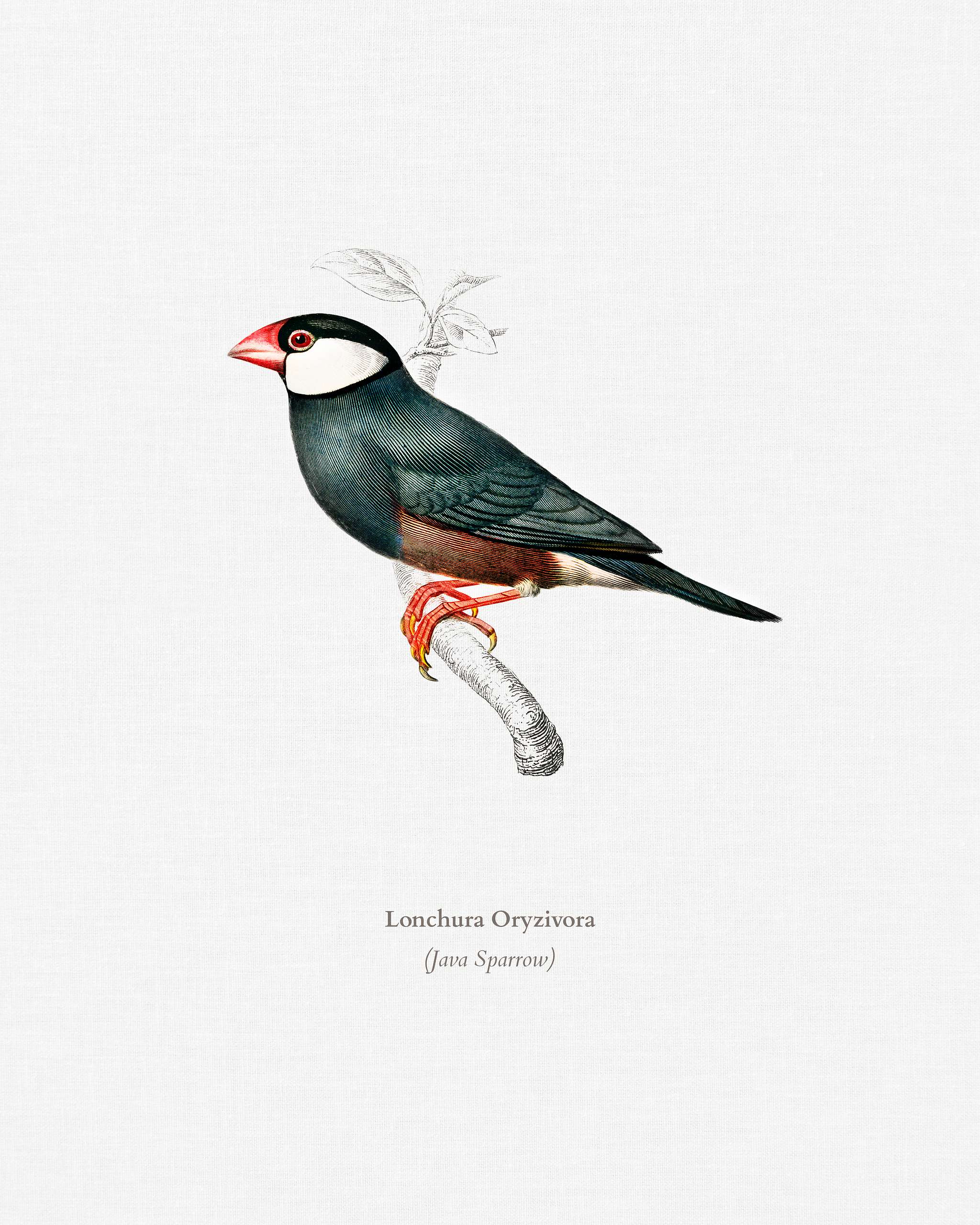 Java Sparrow (Lonchura Oryzivora) illustrated by Charles Dessalines D' Orbigny (1806-1876). Digitally enhanced from our... Java Sparrow (Lonchura Oryzivora) illustrated by Charles Dessalines D' Orbigny (1806-1876). Digitally enhanced from our...