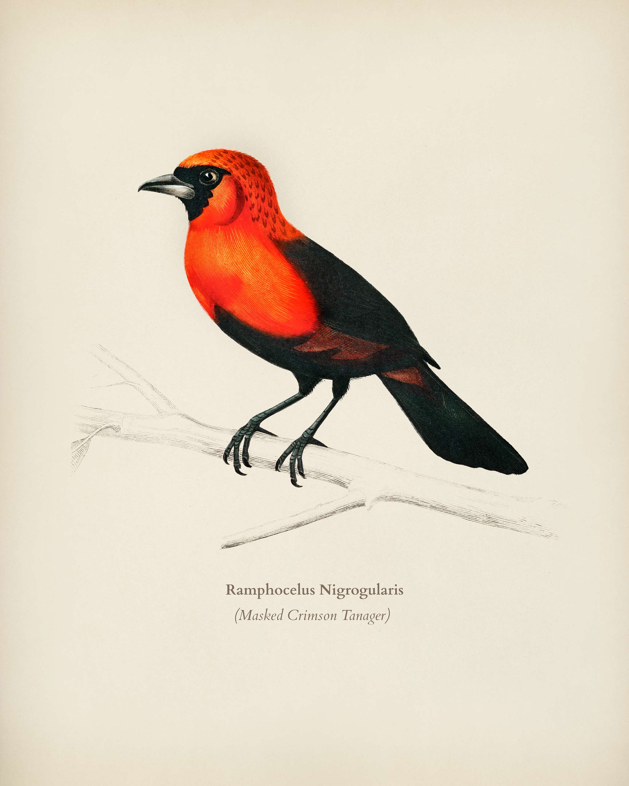 Masked crimson tanager (Ramphocelus Nigrogularis) illustrated by Charles Dessalines D' Orbigny (1806-1876). Digitally... Masked crimson tanager (Ramphocelus Nigrogularis) illustrated by Charles Dessalines D' Orbigny (1806-1876). Digitally...