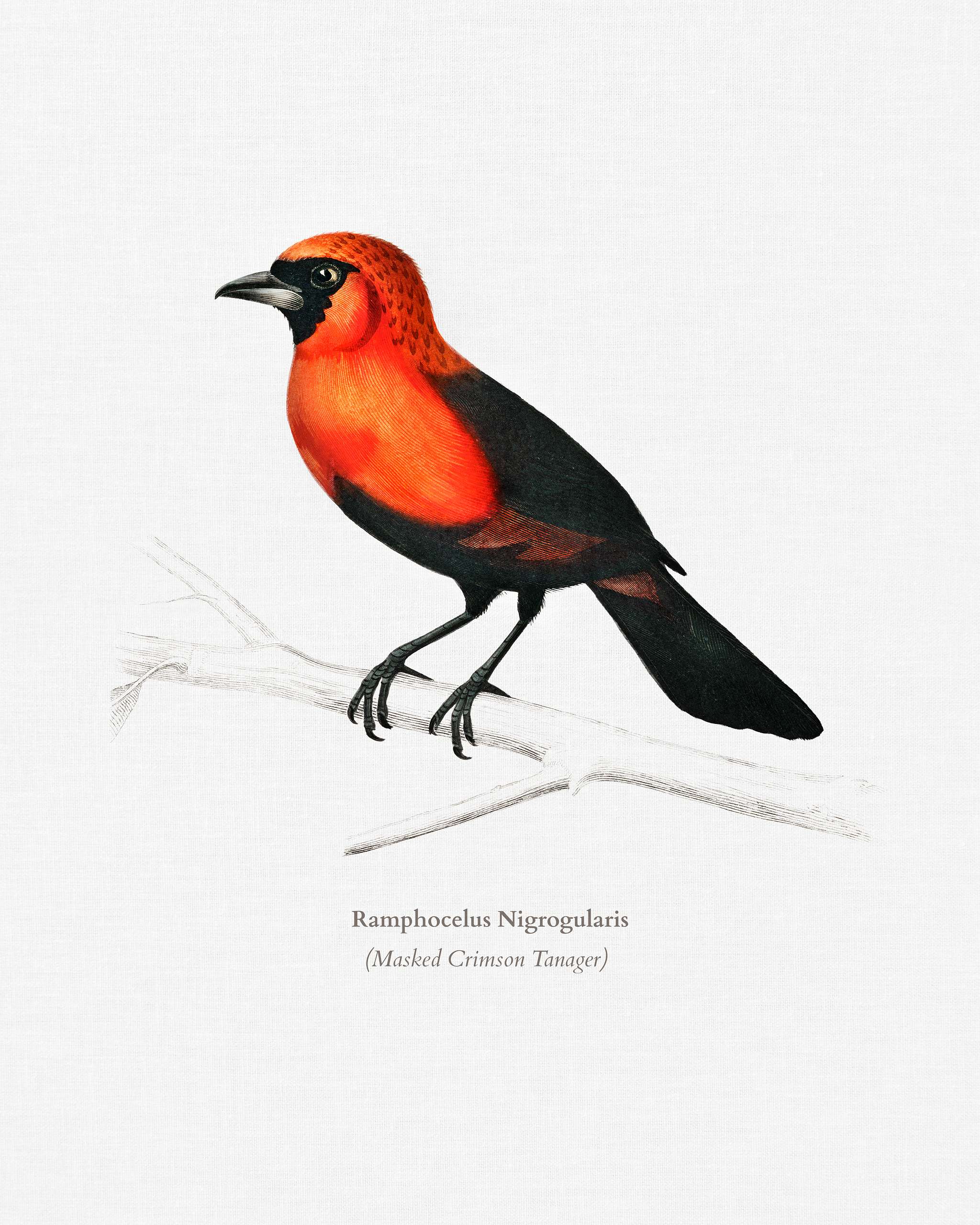 Masked crimson tanager (Ramphocelus Nigrogularis) illustrated by Charles Dessalines D' Orbigny (1806-1876). Digitally... Masked crimson tanager (Ramphocelus Nigrogularis) illustrated by Charles Dessalines D' Orbigny (1806-1876). Digitally...