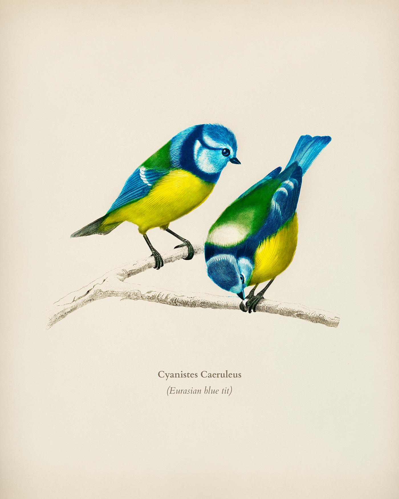 Eurasian blue tit (Cyanistes Caeruleus) illustrated by Charles Dessalines D' Orbigny (1806-1876). Digitally enhanced... Eurasian blue tit (Cyanistes Caeruleus) illustrated by Charles Dessalines D' Orbigny (1806-1876). Digitally enhanced...