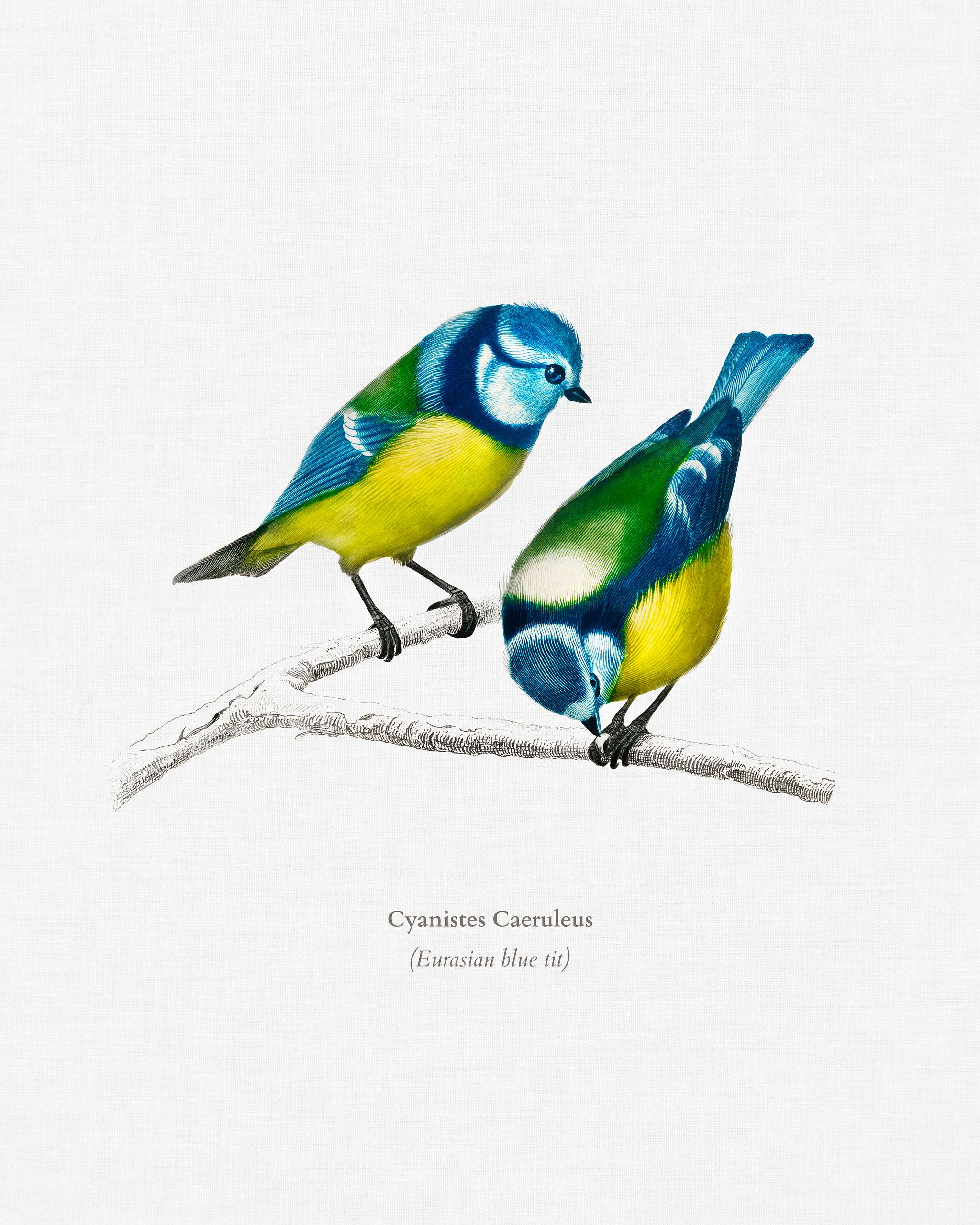 Eurasian blue tit (Cyanistes Caeruleus) illustrated by Charles Dessalines D' Orbigny (1806-1876). Digitally enhanced... Eurasian blue tit (Cyanistes Caeruleus) illustrated by Charles Dessalines D' Orbigny (1806-1876). Digitally enhanced...