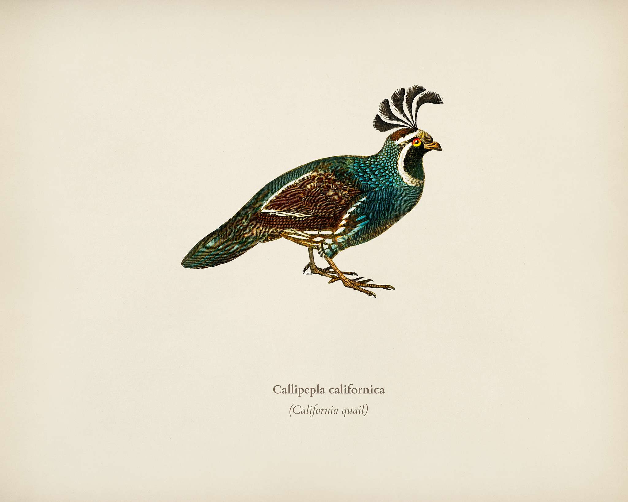 California quail (Callipepla californica) illustrated by Charles Dessalines D' Orbigny (1806-1876). Digitally enhanced... California quail (Callipepla californica) illustrated by Charles Dessalines D' Orbigny (1806-1876). Digitally enhanced...
