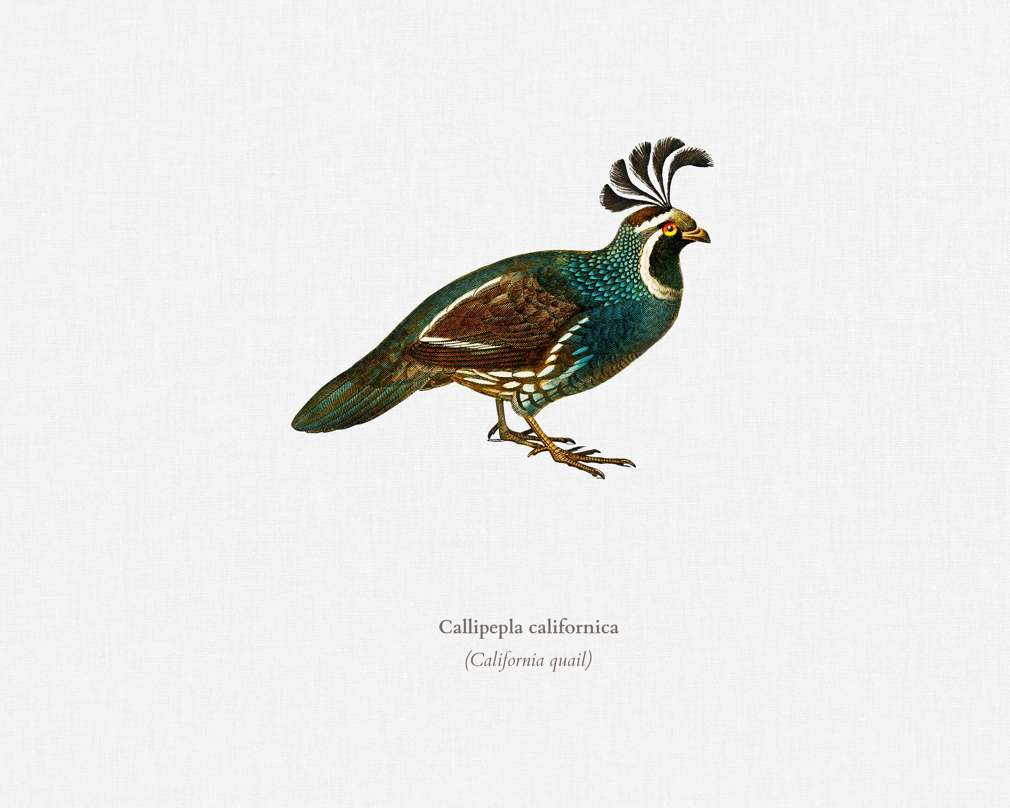 California quail (Callipepla californica) illustrated by Charles Dessalines D' Orbigny (1806-1876). Digitally enhanced... California quail (Callipepla californica) illustrated by Charles Dessalines D' Orbigny (1806-1876). Digitally enhanced...