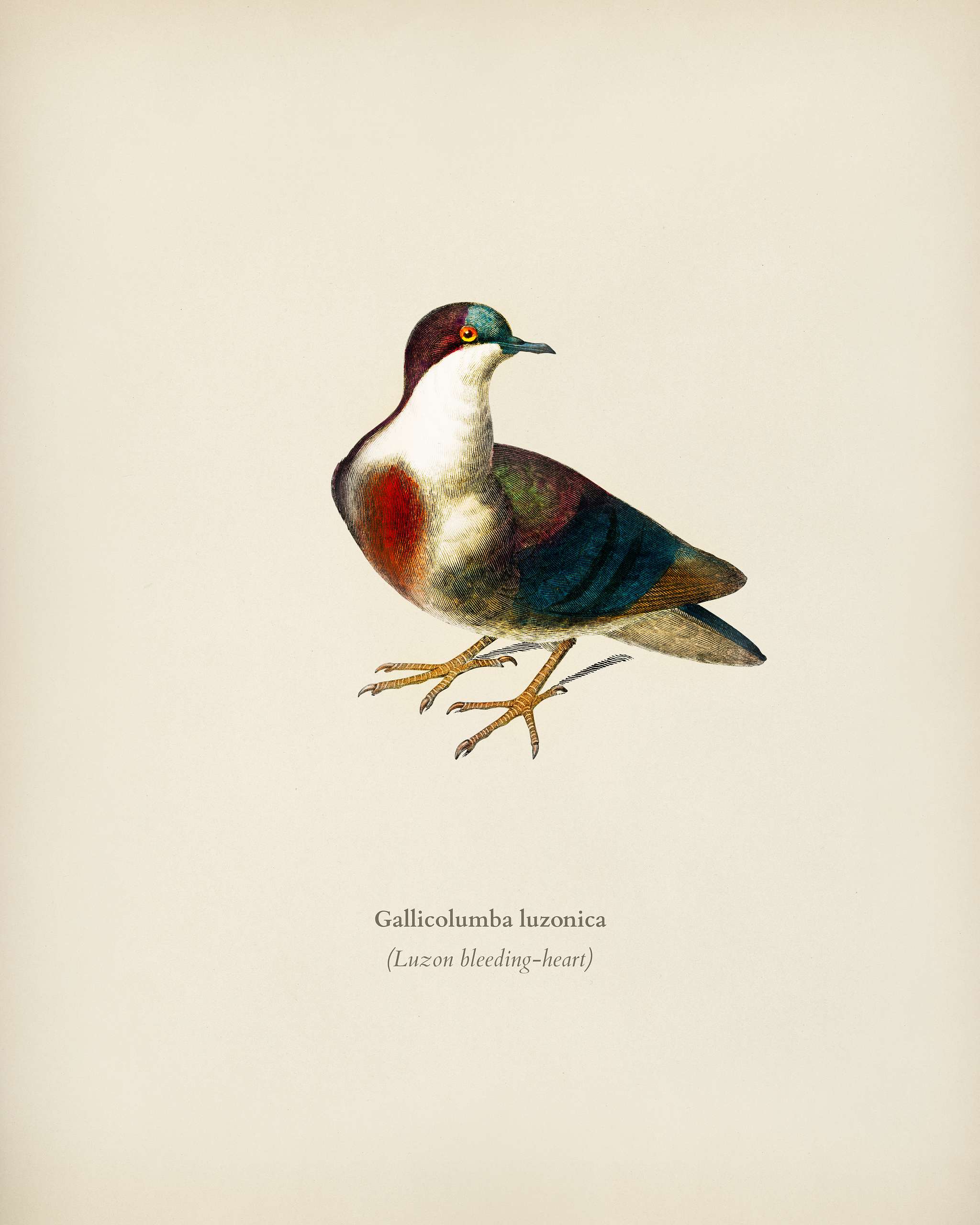 Luzon bleeding-heart (Gallicolumba luzonica) illustrated by Charles Dessalines D' Orbigny (1806-1876). Digitally... Luzon bleeding-heart (Gallicolumba luzonica) illustrated by Charles Dessalines D' Orbigny (1806-1876). Digitally...