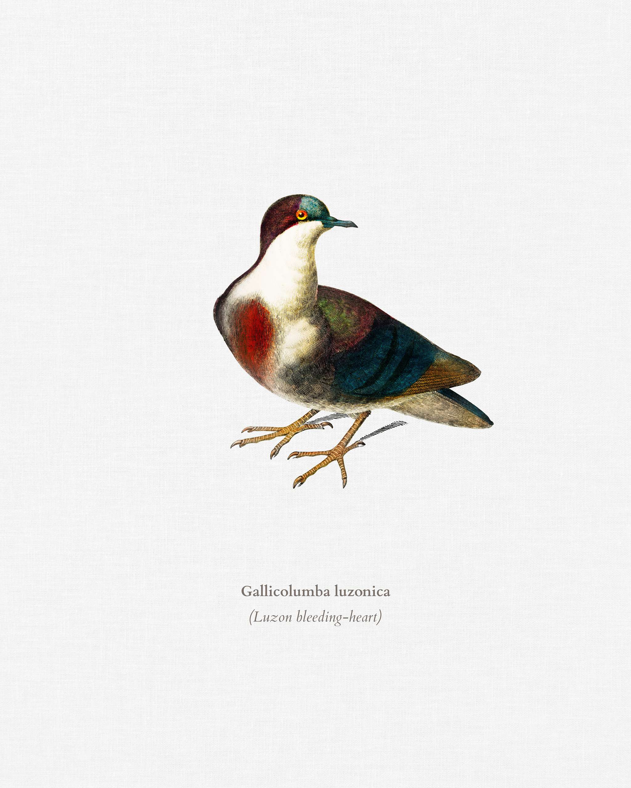 Luzon bleeding-heart (Gallicolumba luzonica) illustrated by Charles Dessalines D' Orbigny (1806-1876). Digitally... Luzon bleeding-heart (Gallicolumba luzonica) illustrated by Charles Dessalines D' Orbigny (1806-1876). Digitally...